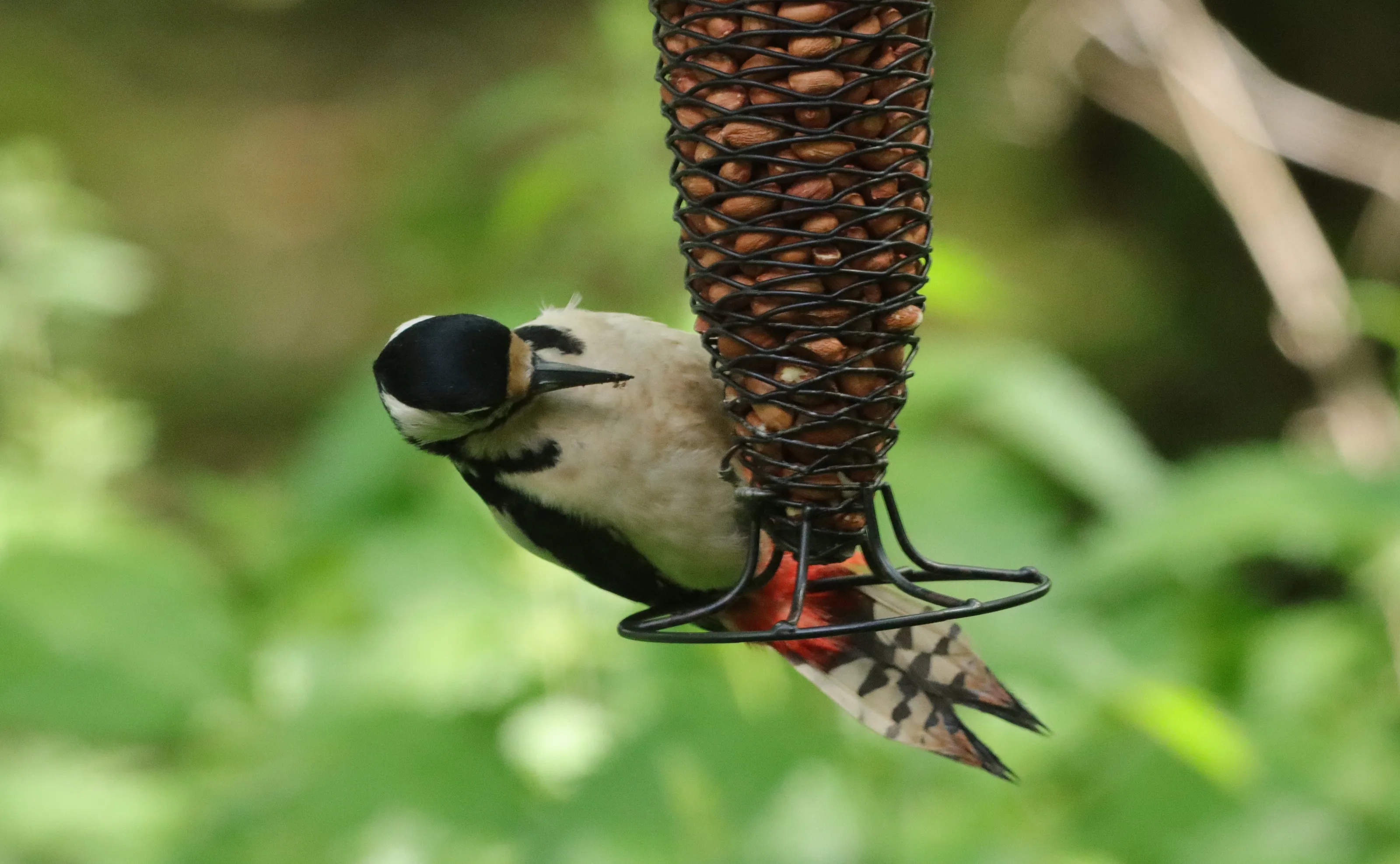 Woodpeckers (in colour)