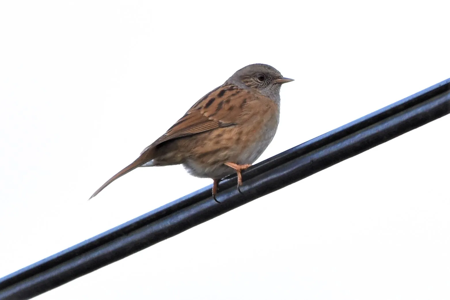 Birds on a Wire or Rope
