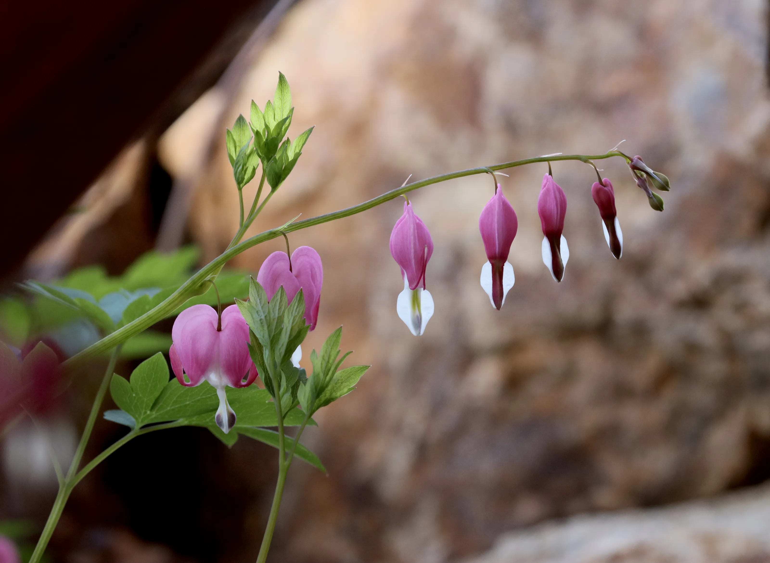 Flowers (in colour)
