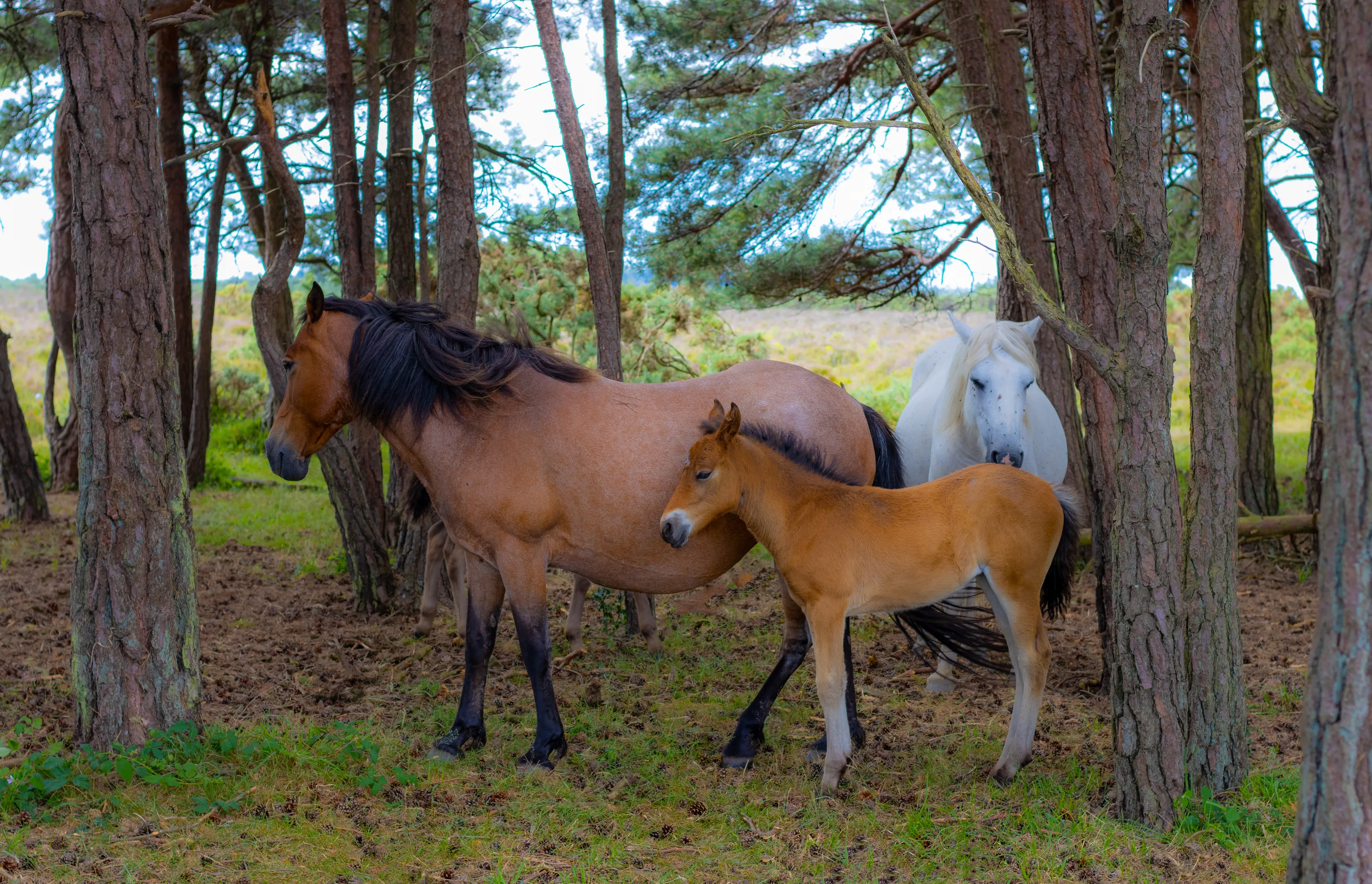Adult and Young Wild Animals Together