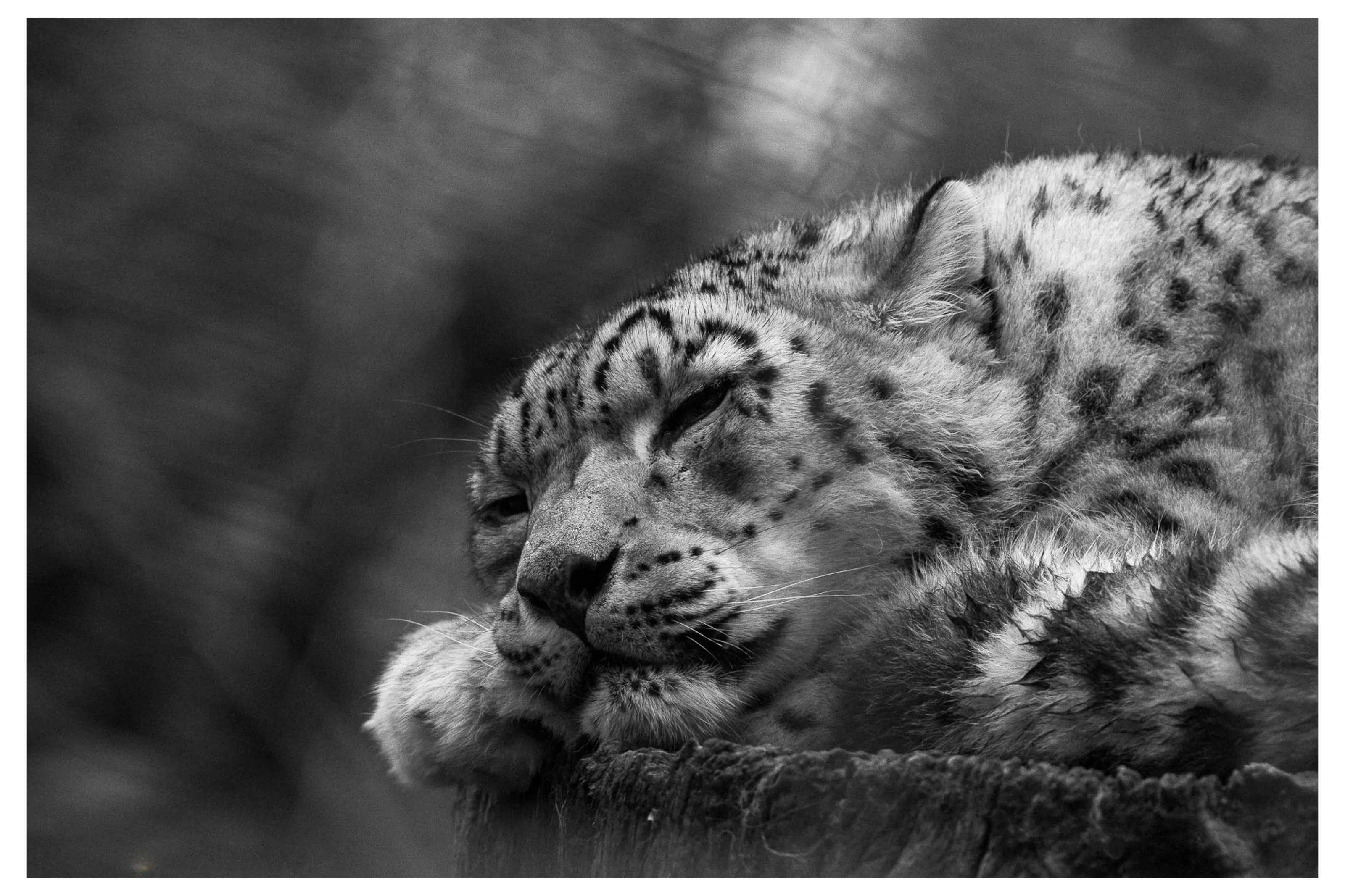Big Cats in Black and White