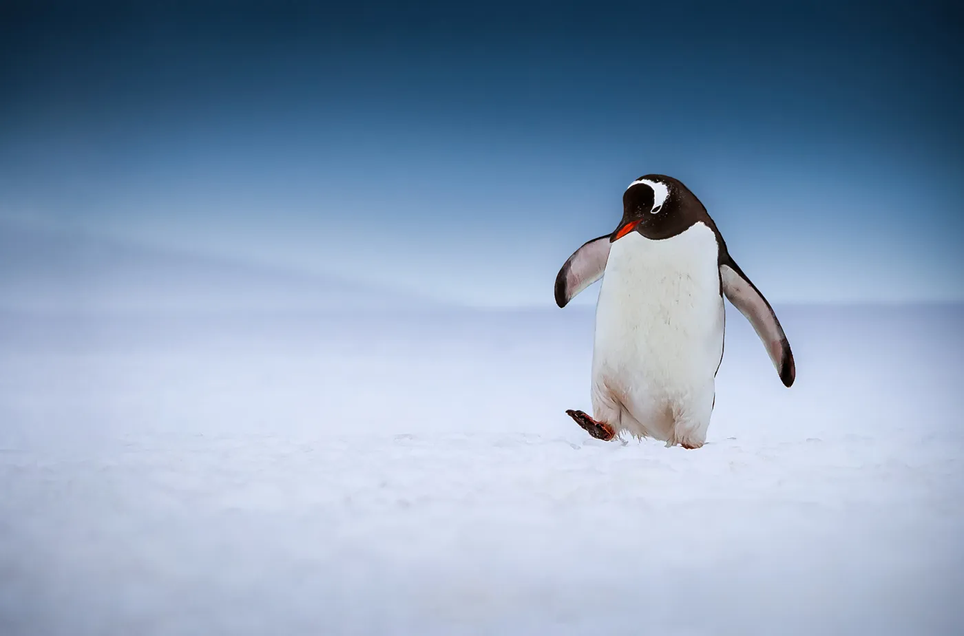 Penguins in the Wild (in colour)