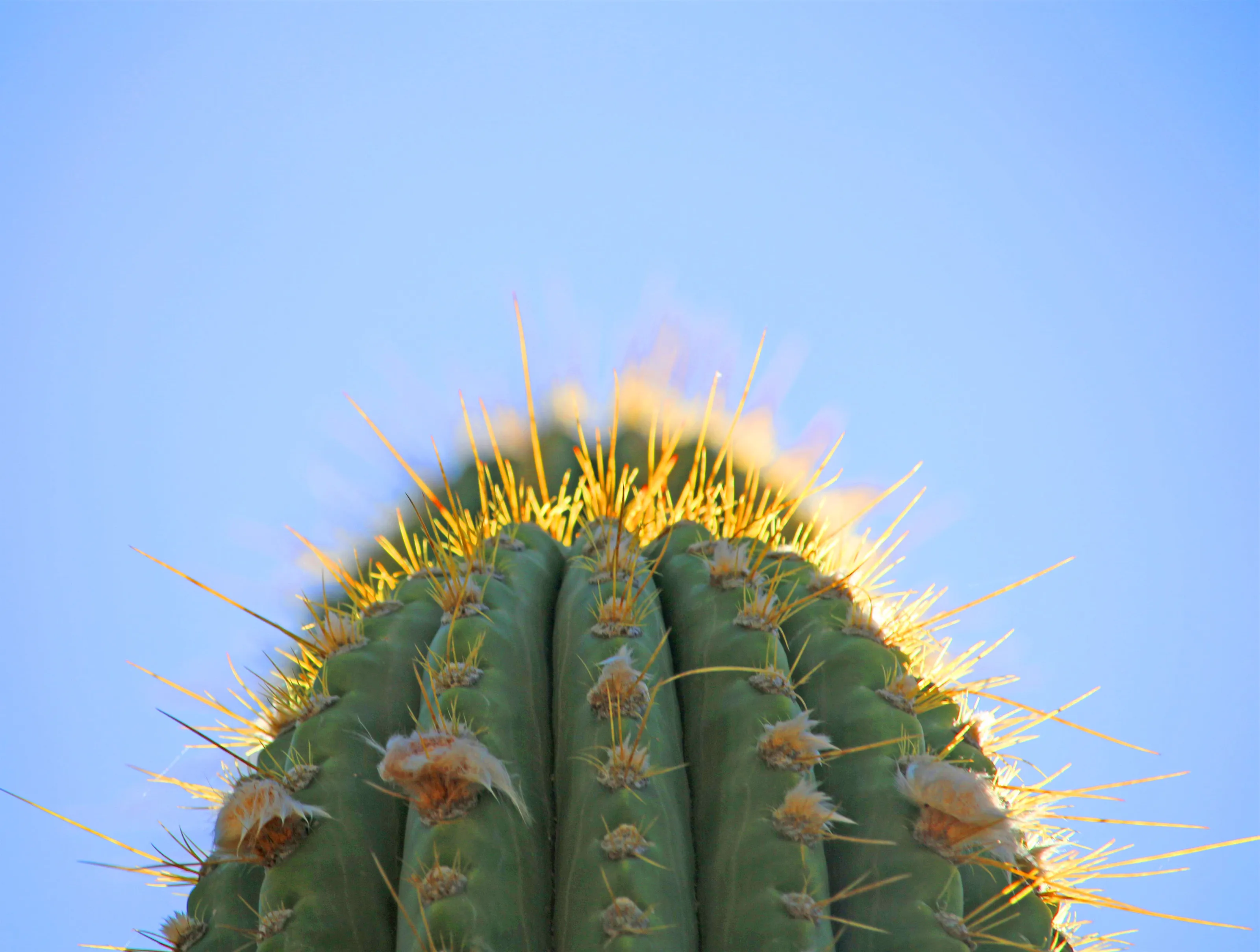 Prickly Thorns