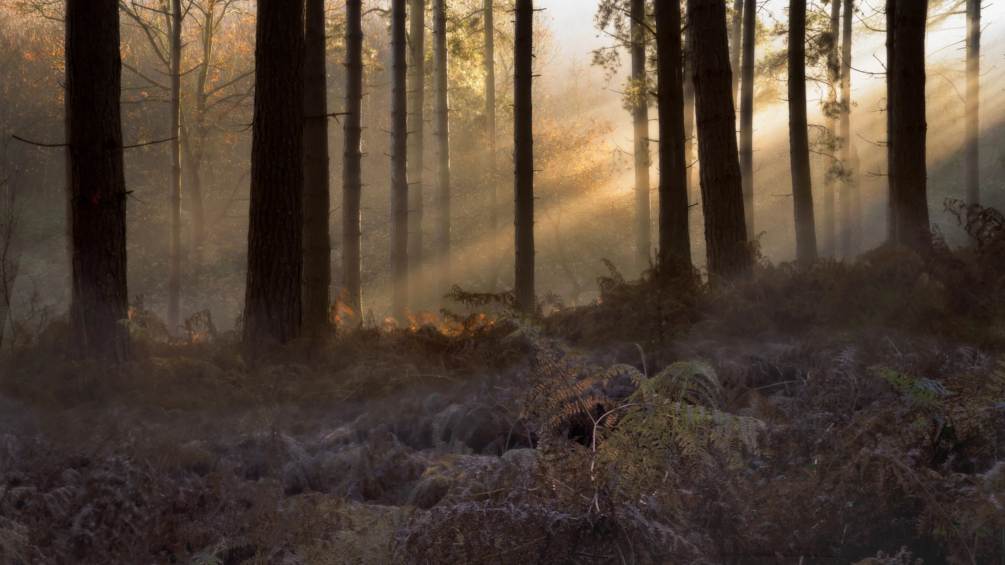 Sun in the Forest