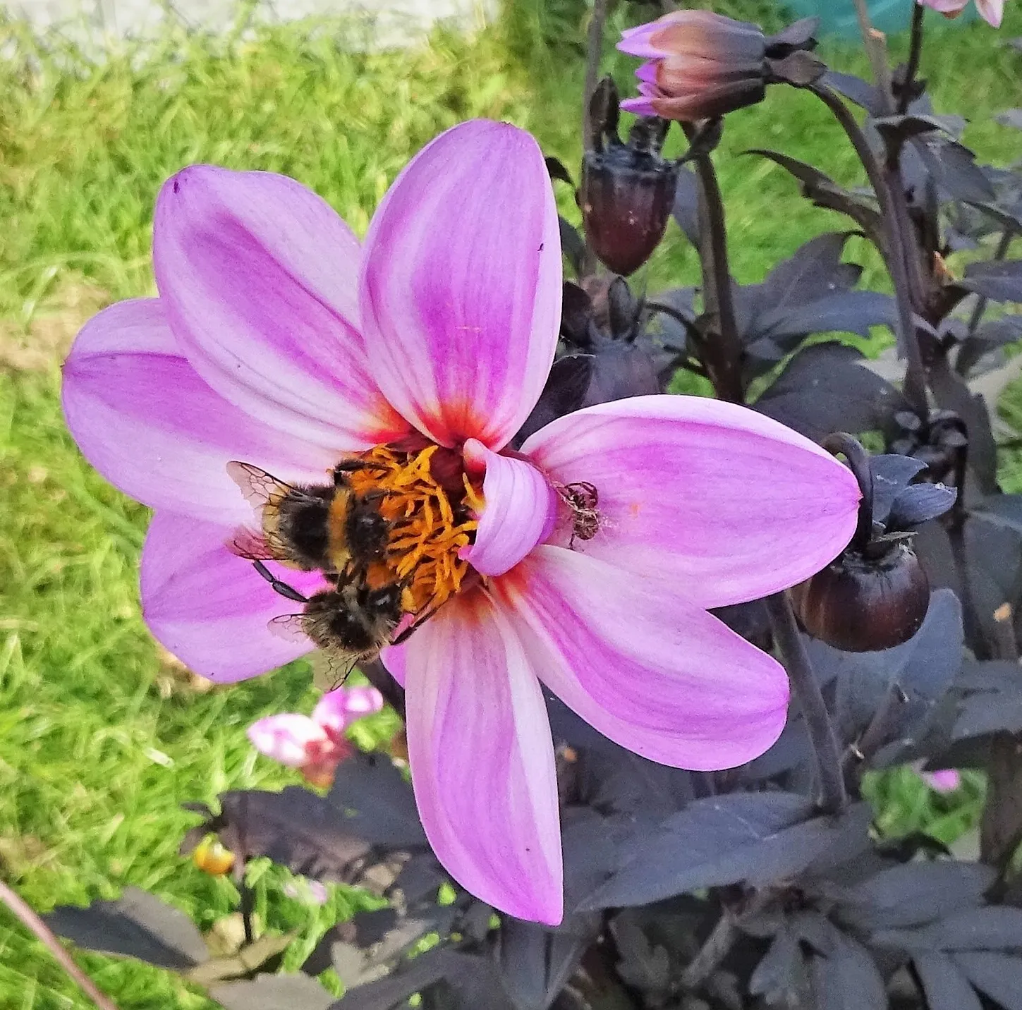 More Than One Insect (in colour)
