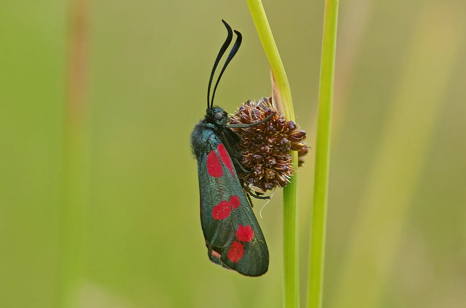 Moths (in colour)