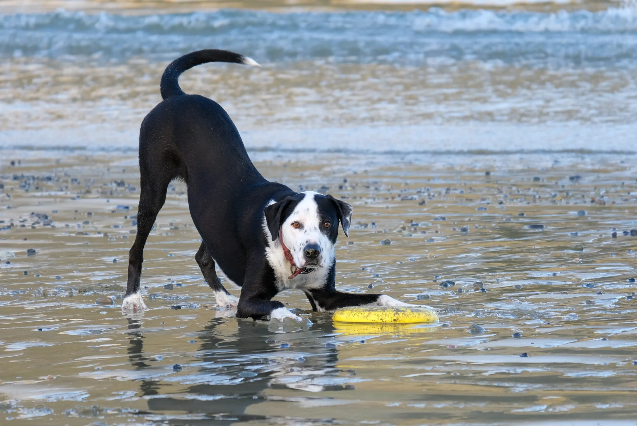 Dogs at the Beach (in colour)