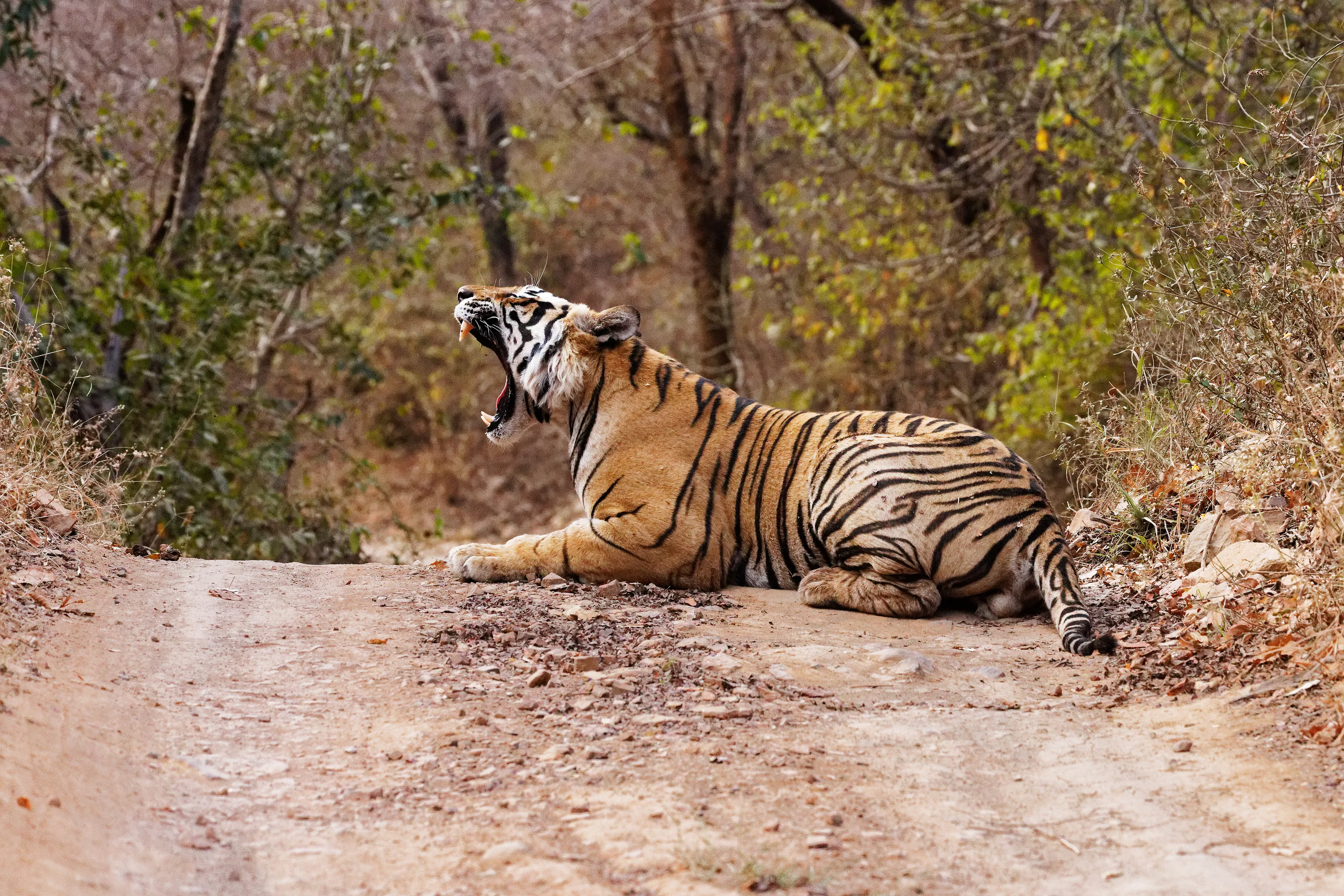 Wild Animals Blocking the Road