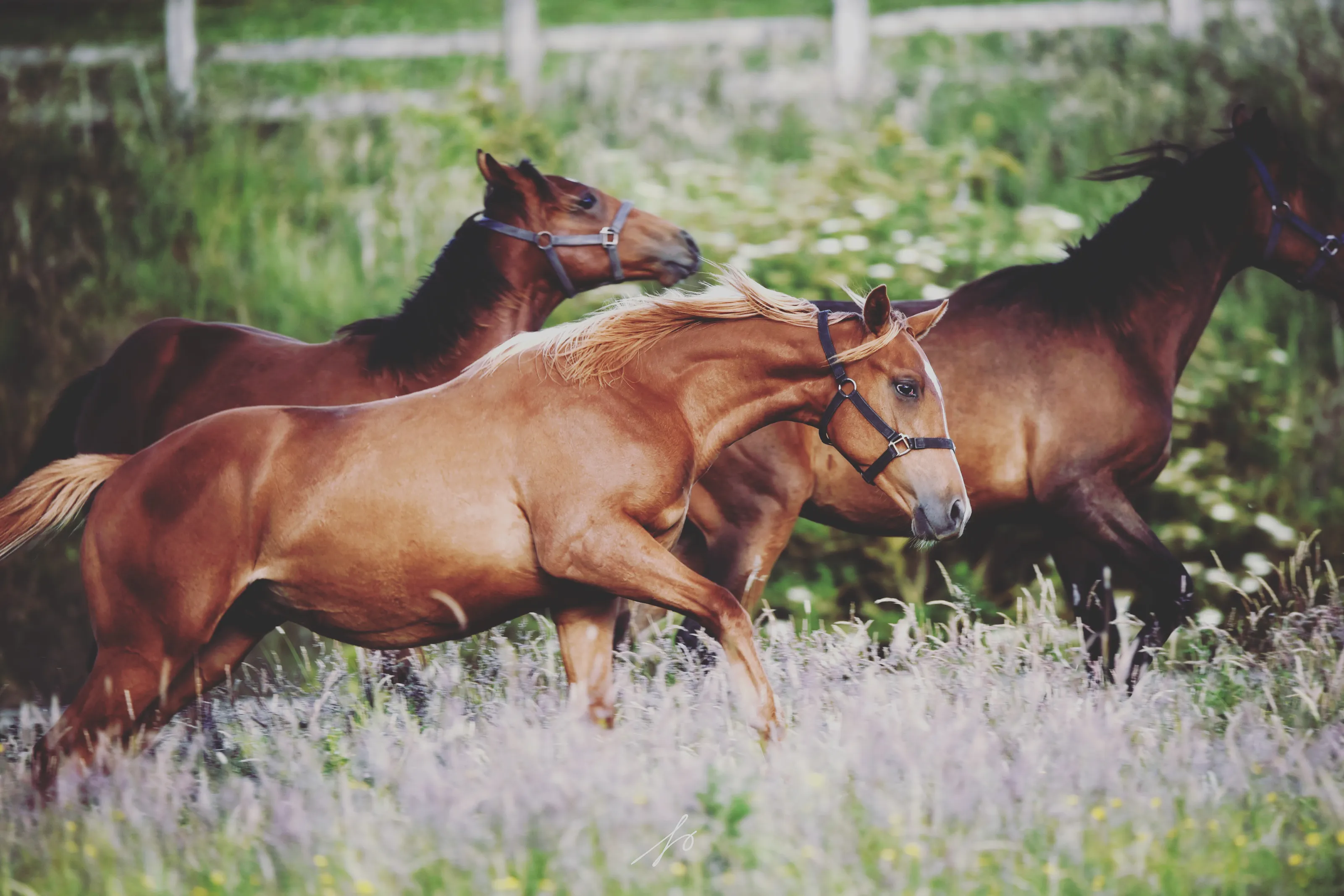 Animals Running