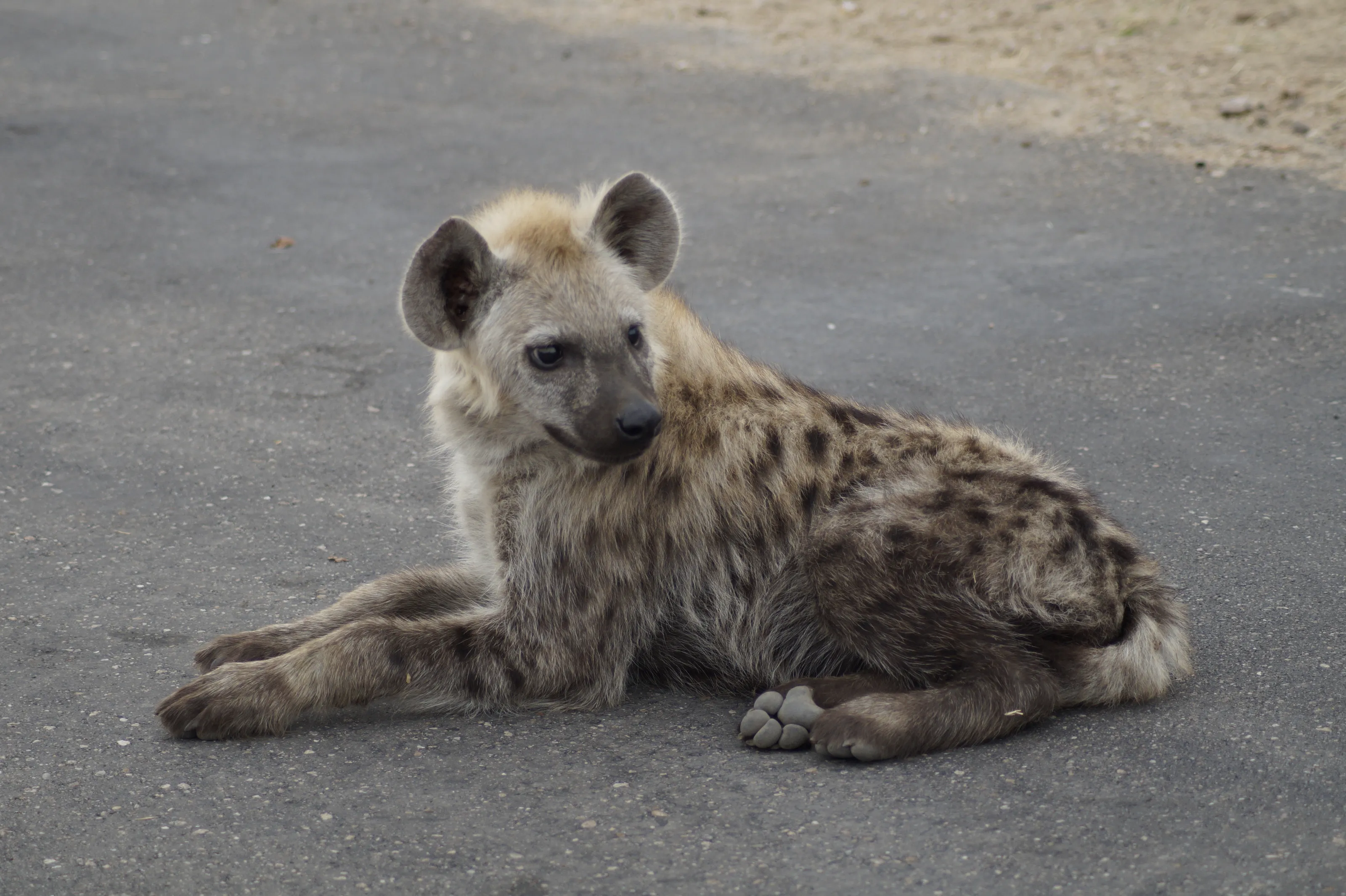Hyenas