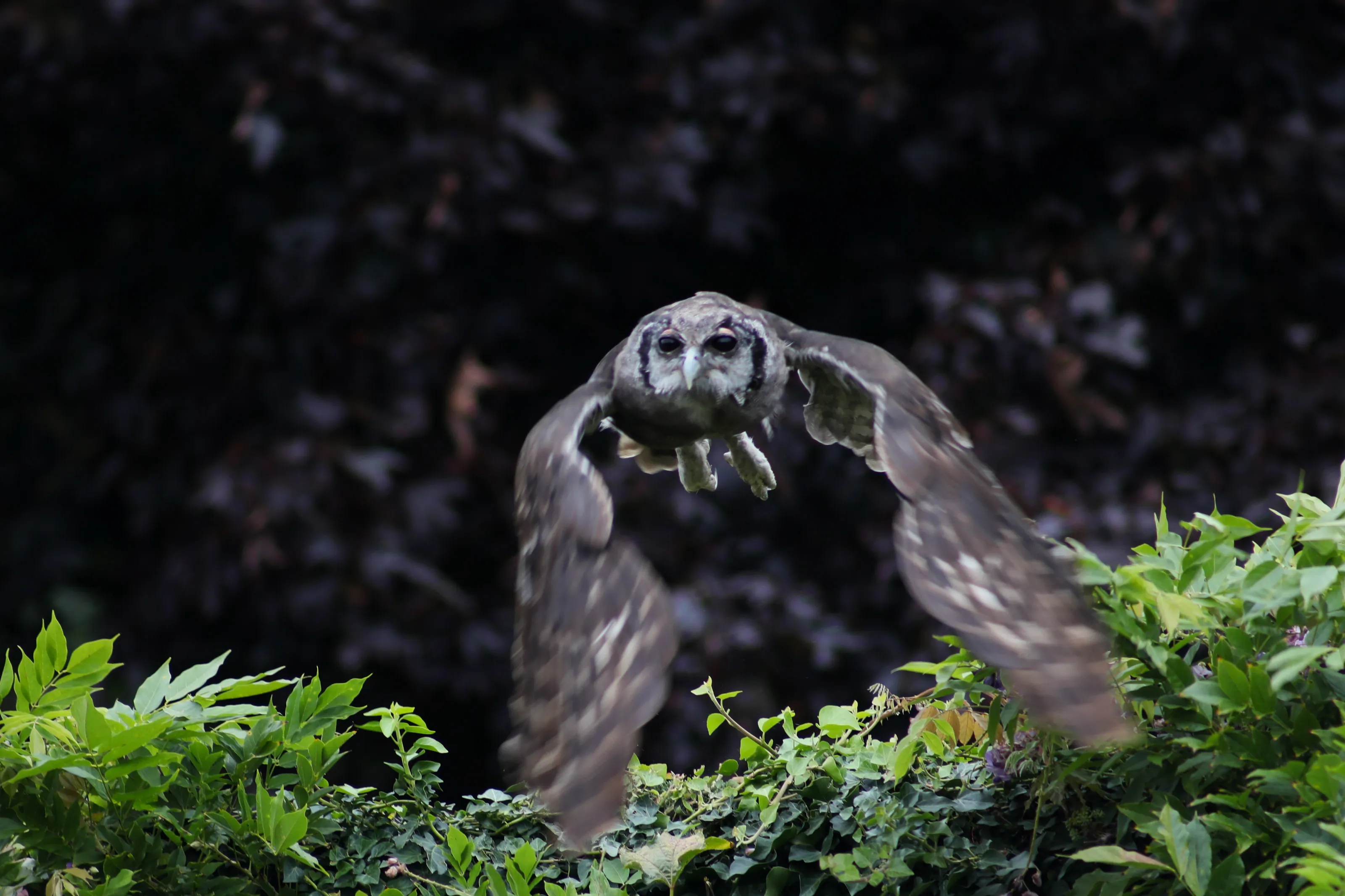 Owls