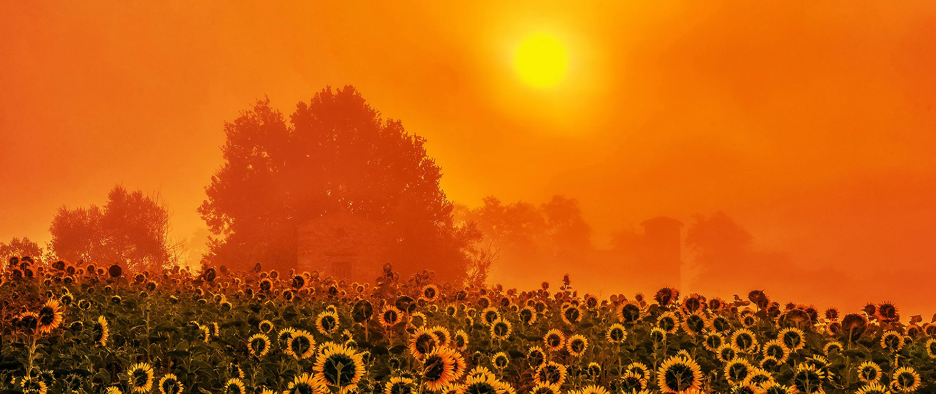 The Summer