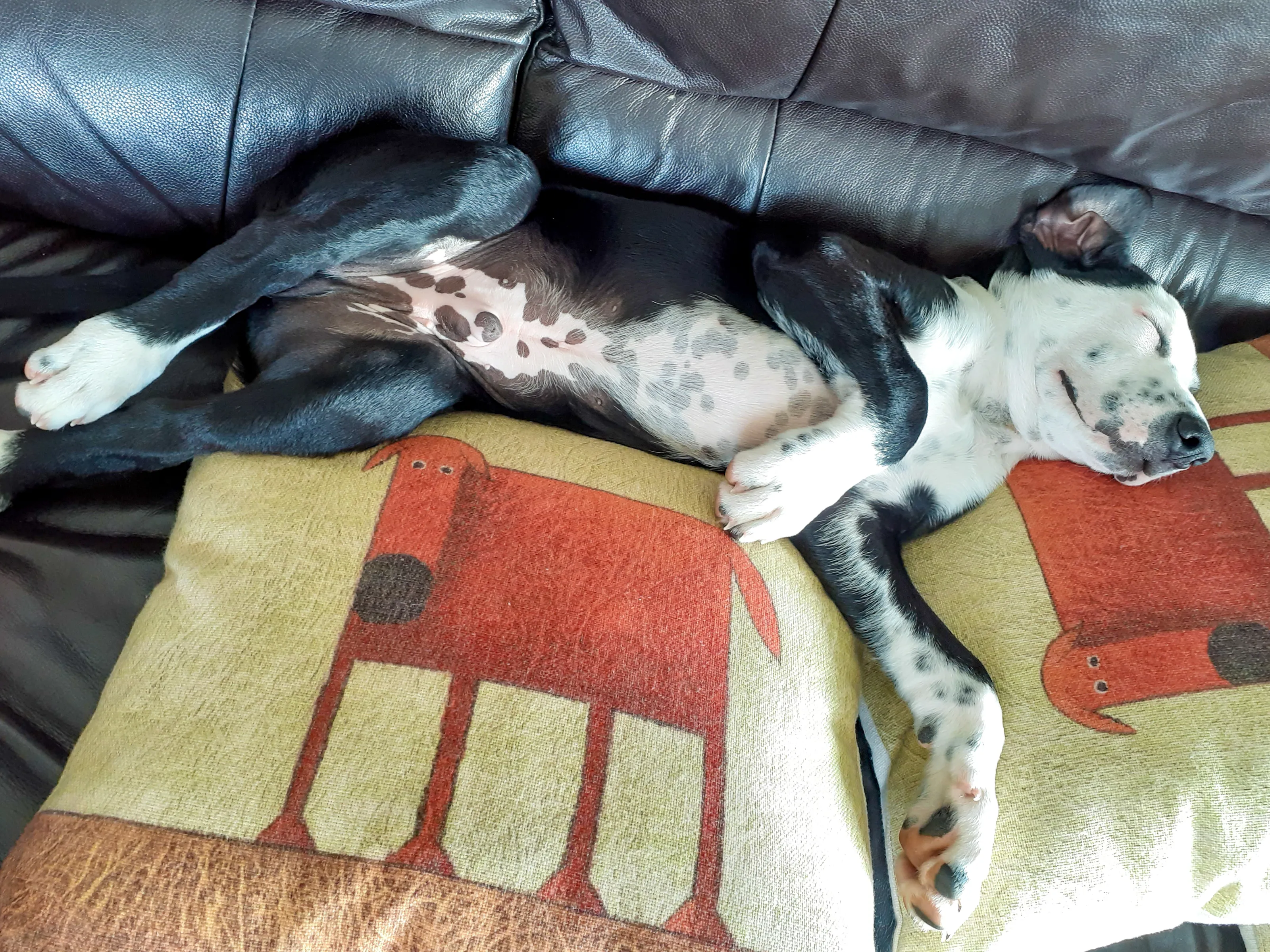 Dogs Sleeping