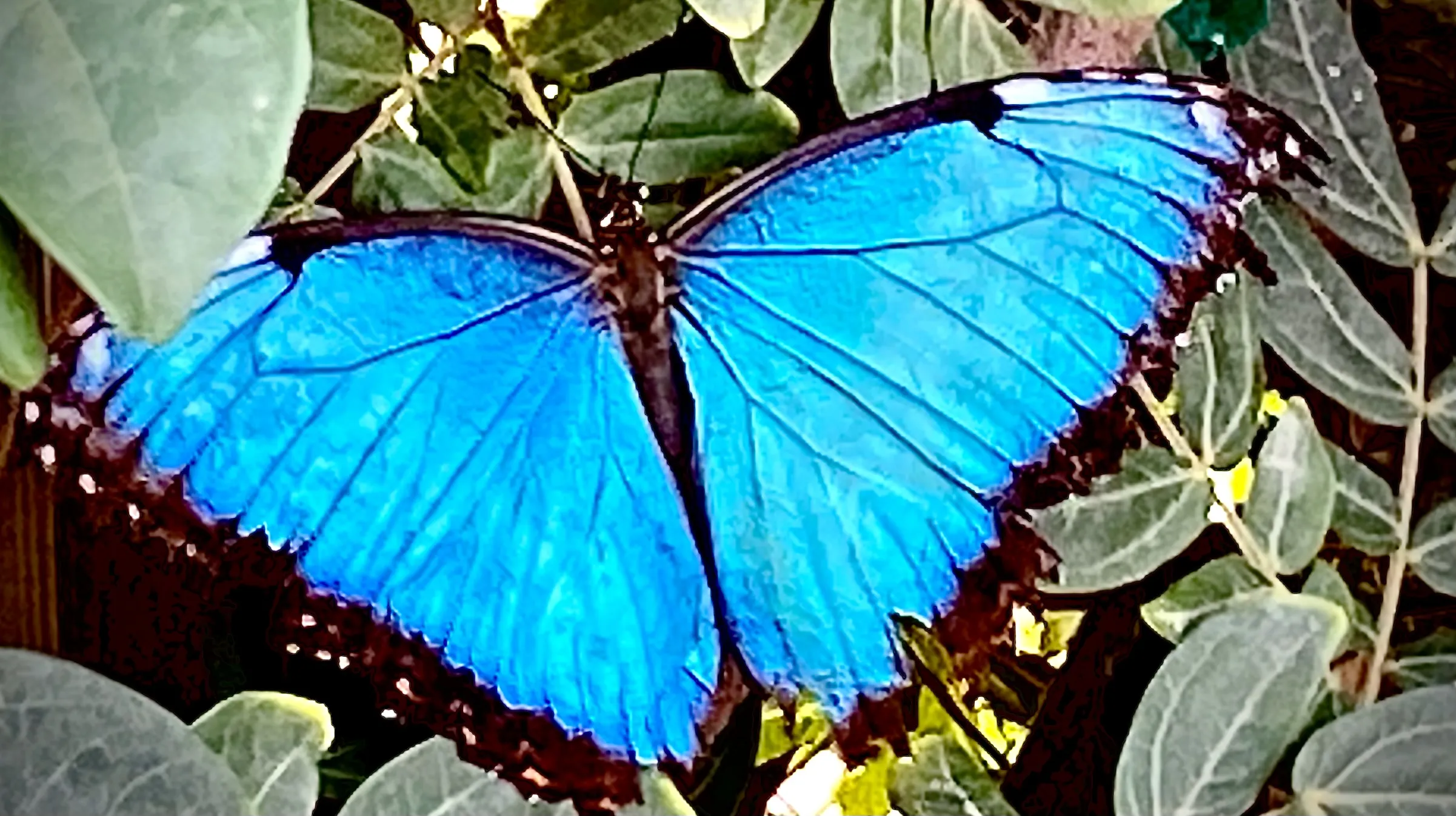 Butterflies (in colour)