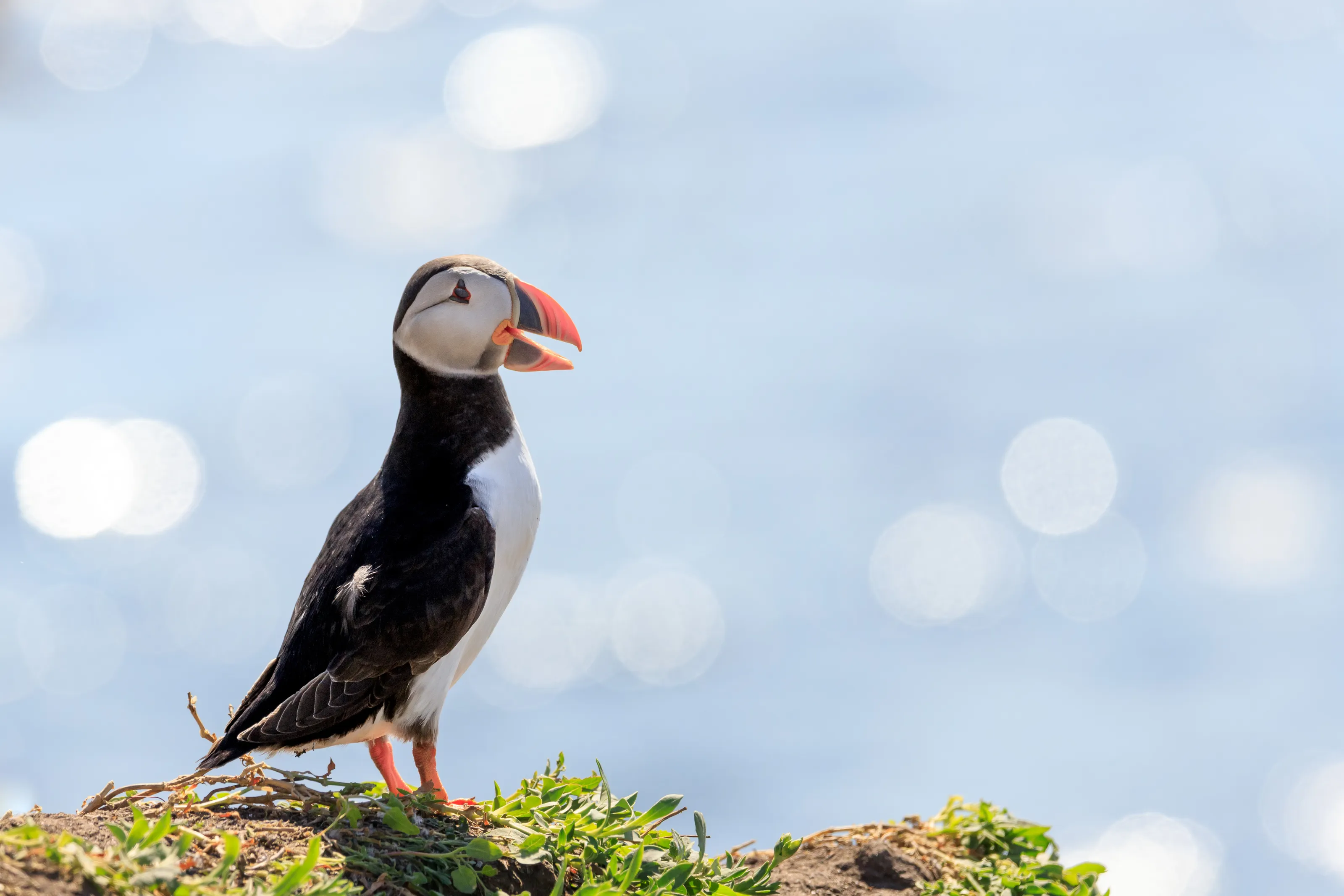 Magnificent Atlantic Puffins (in colour)