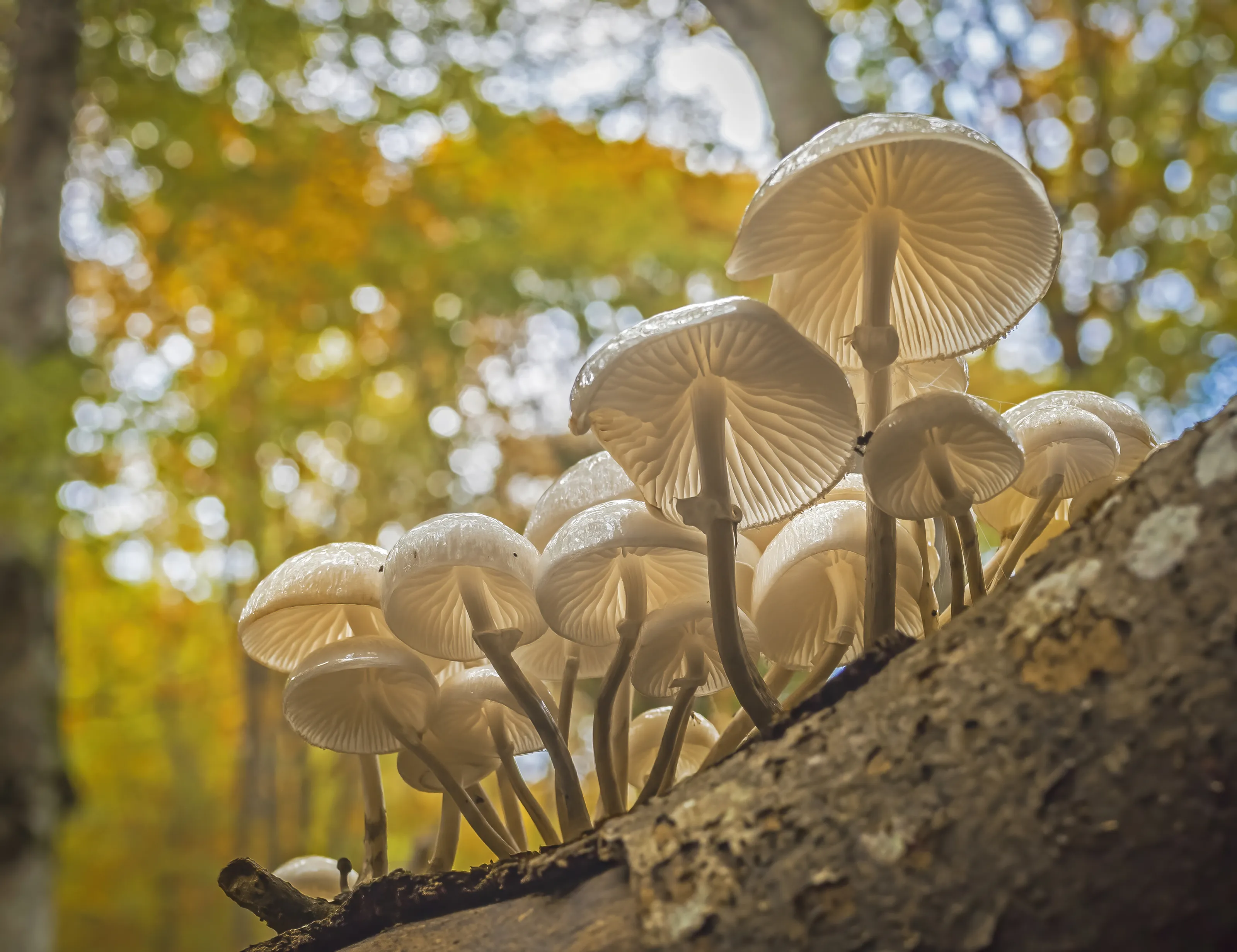 Forest Fungi