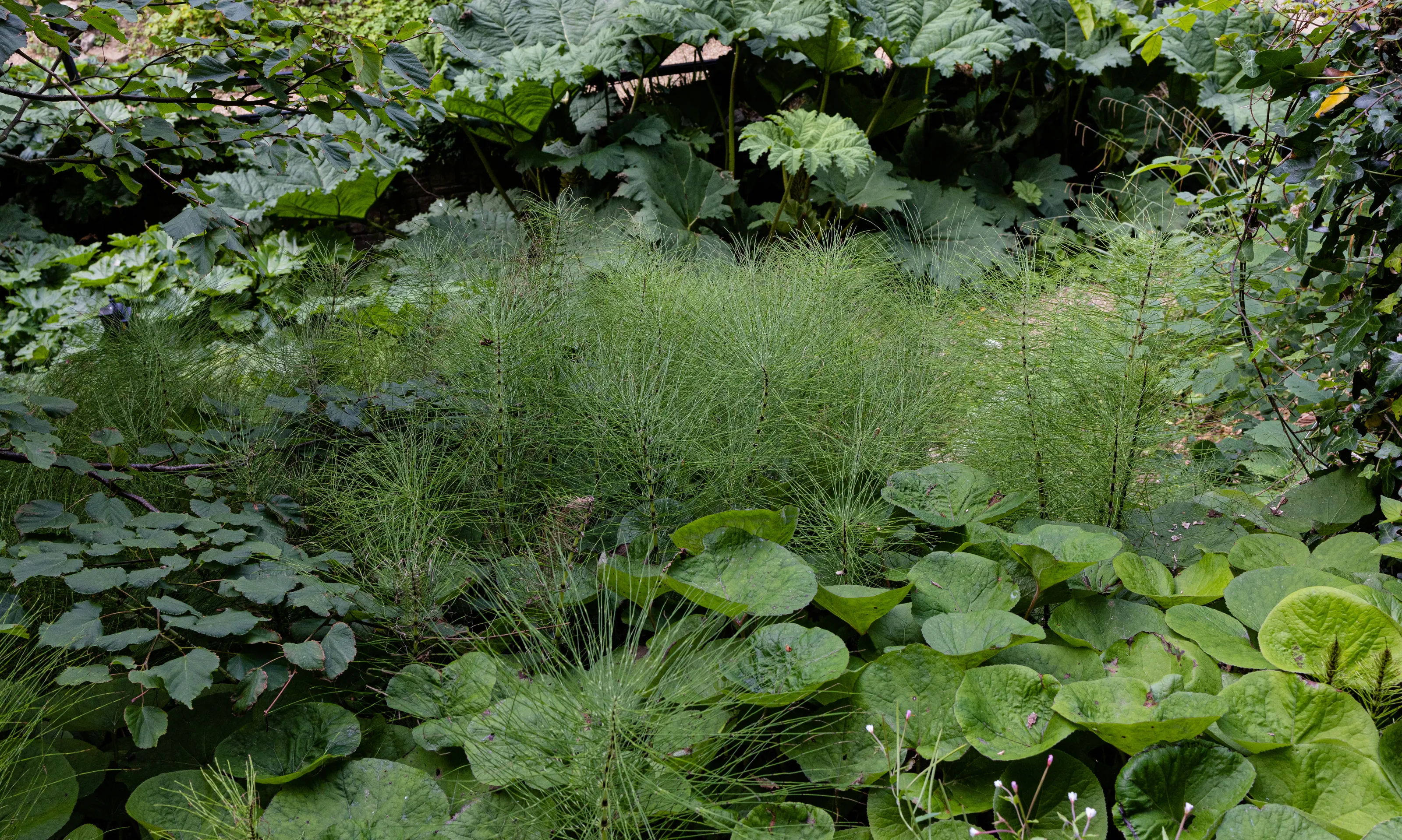 Green Foliage Plants