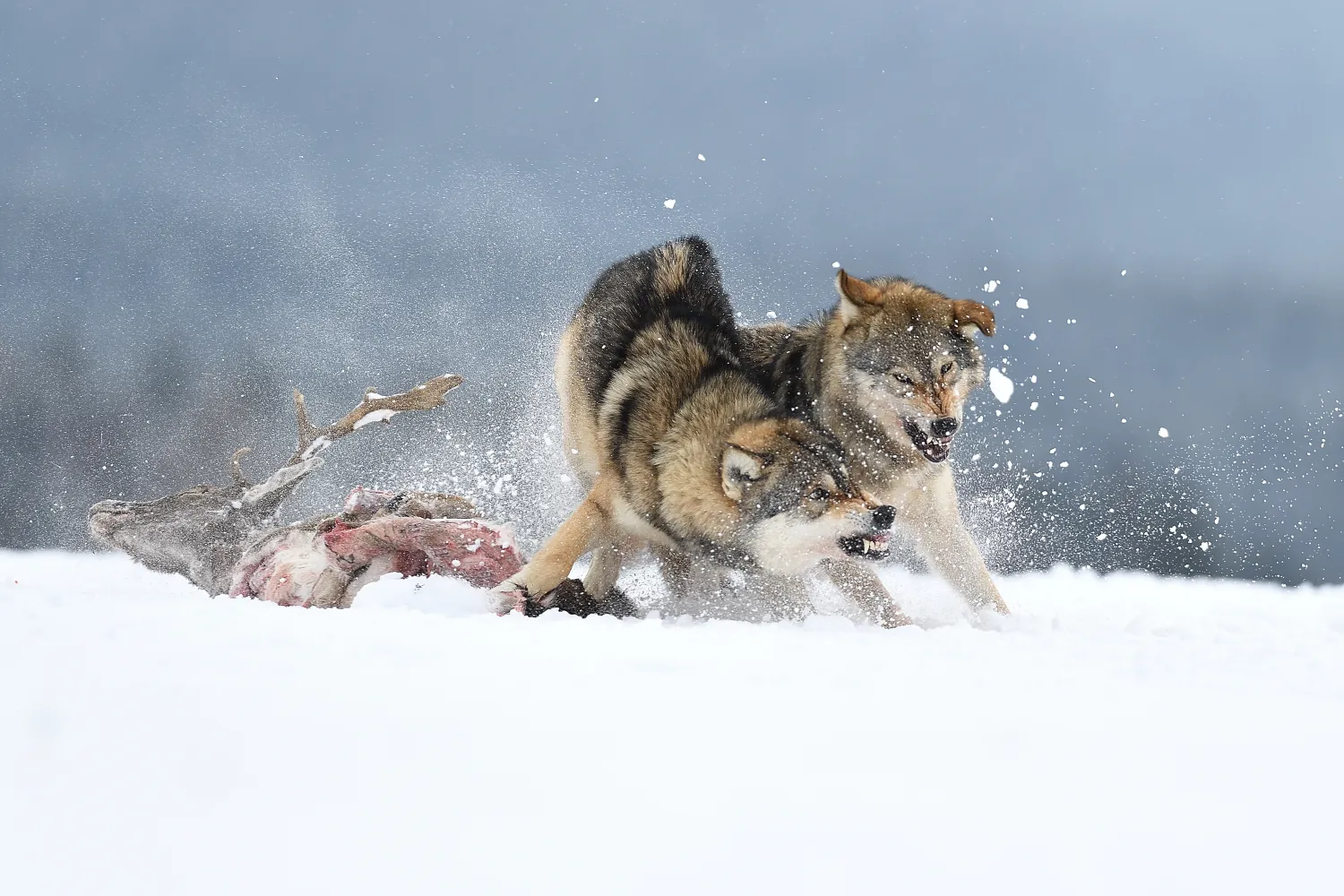 Canine Power