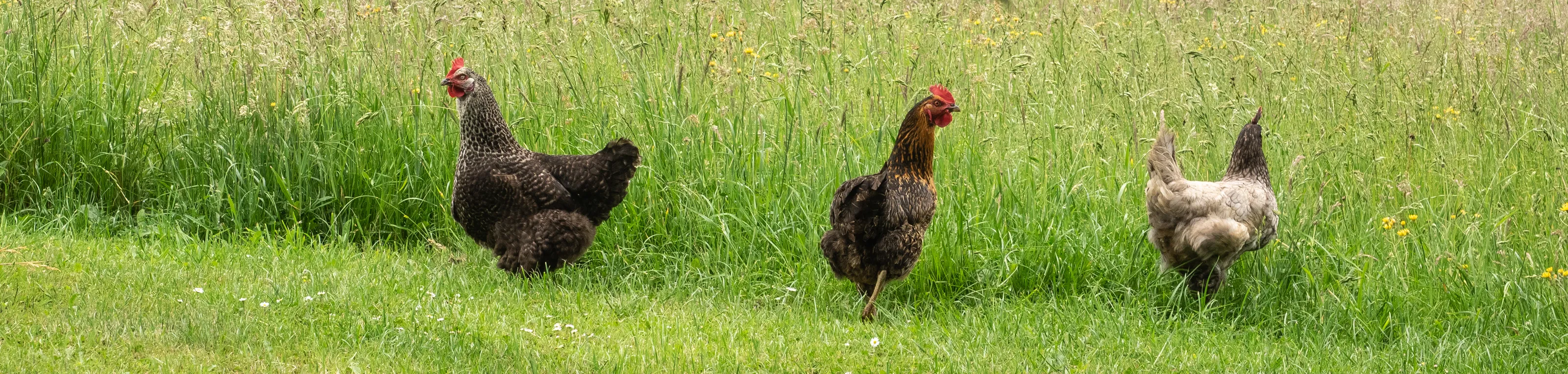Free-Ranging Poultry