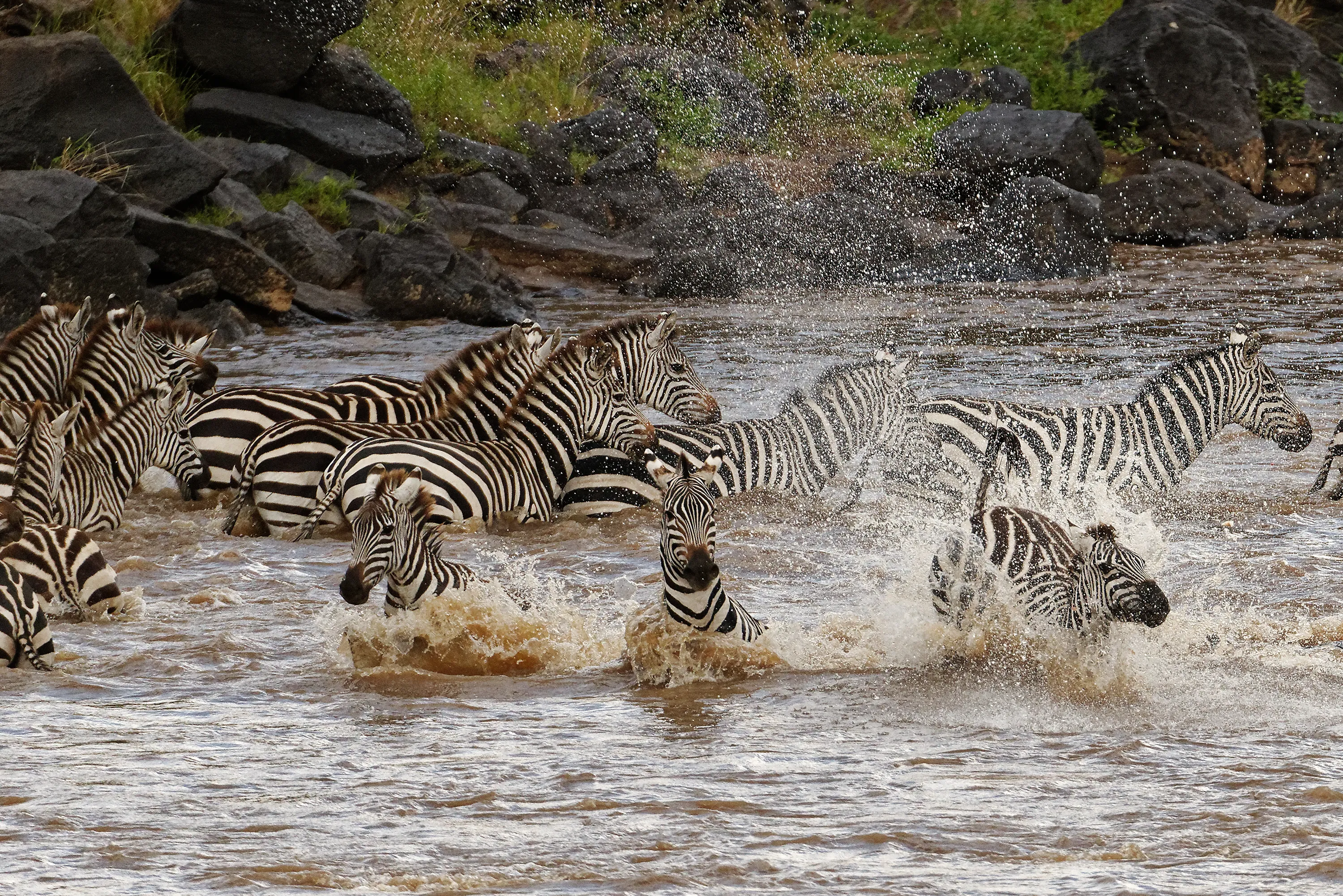Wild Mammals In or Around Water