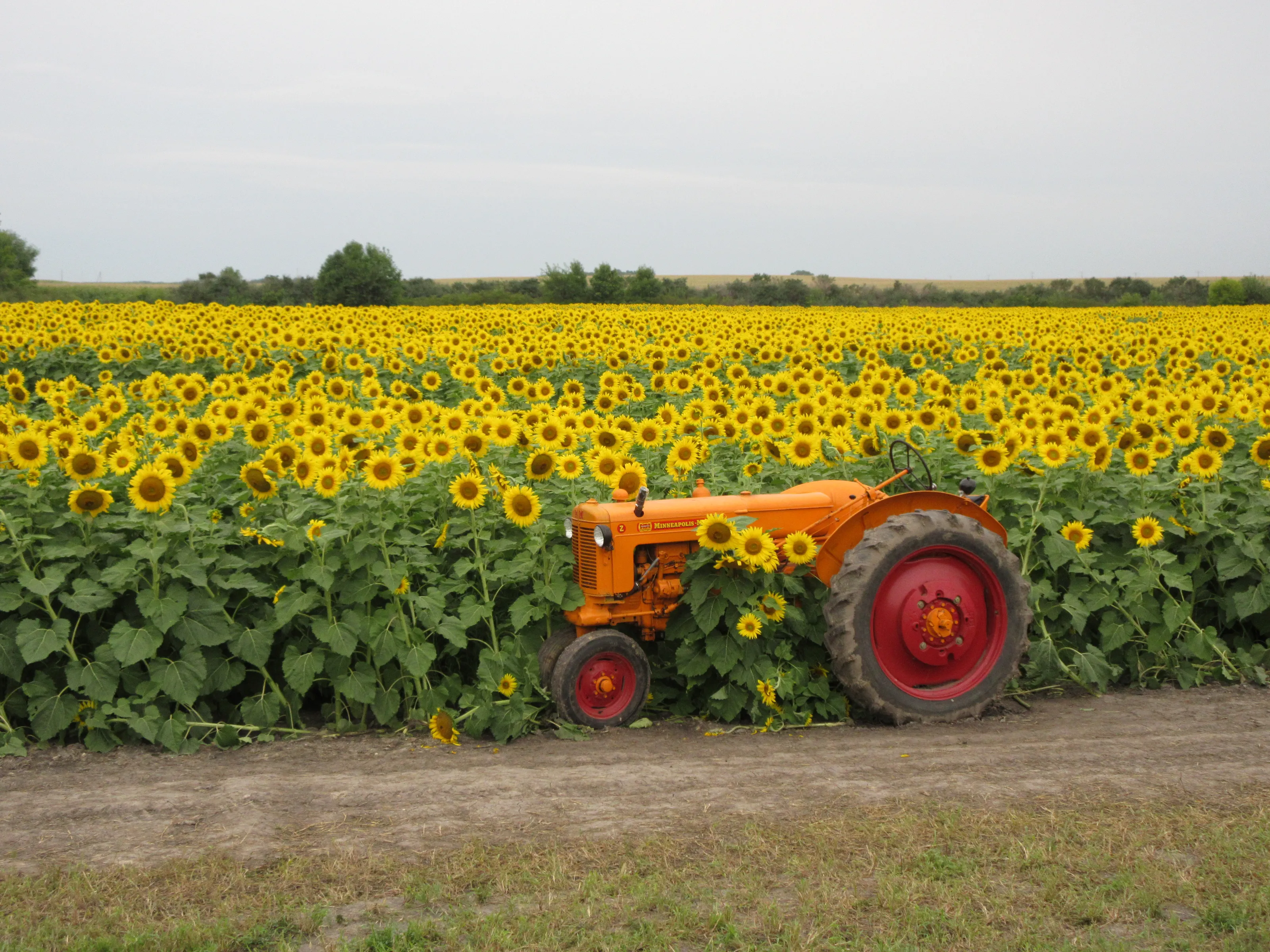 Sunflowers in the Landscape