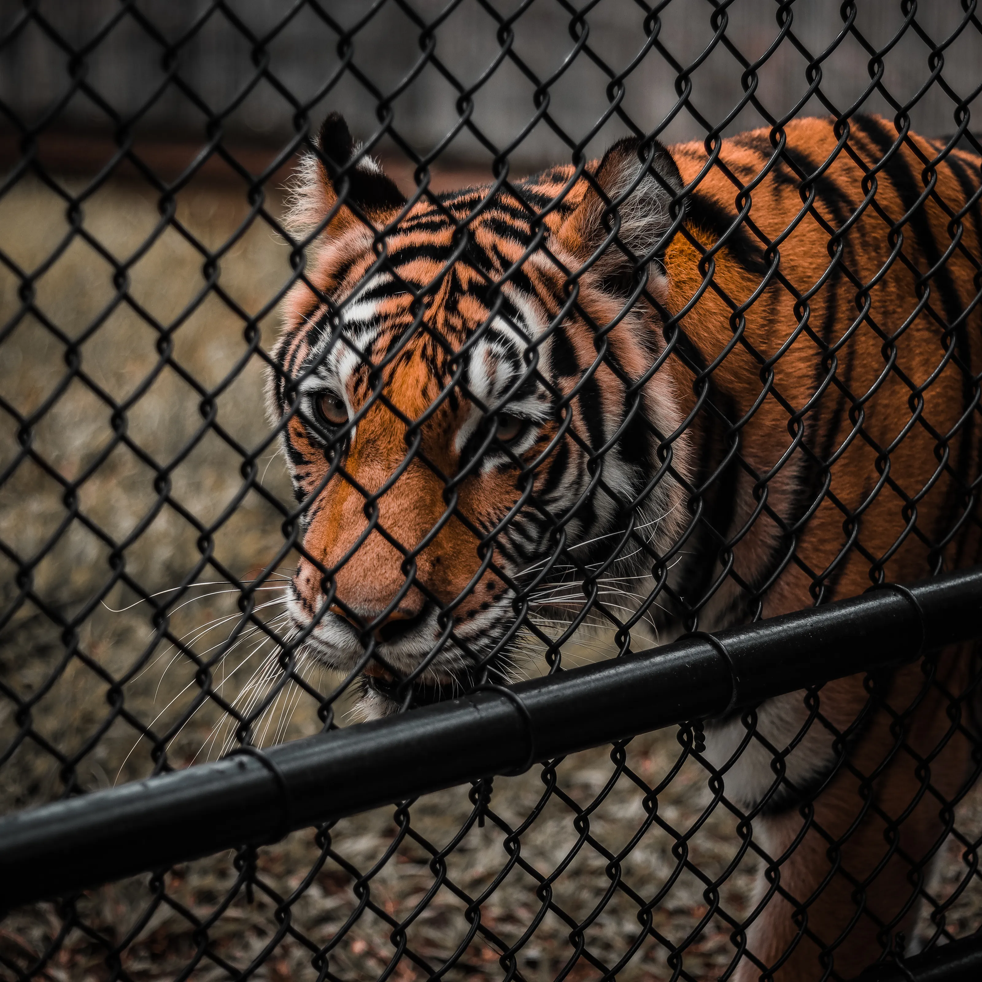 In a Zoo
