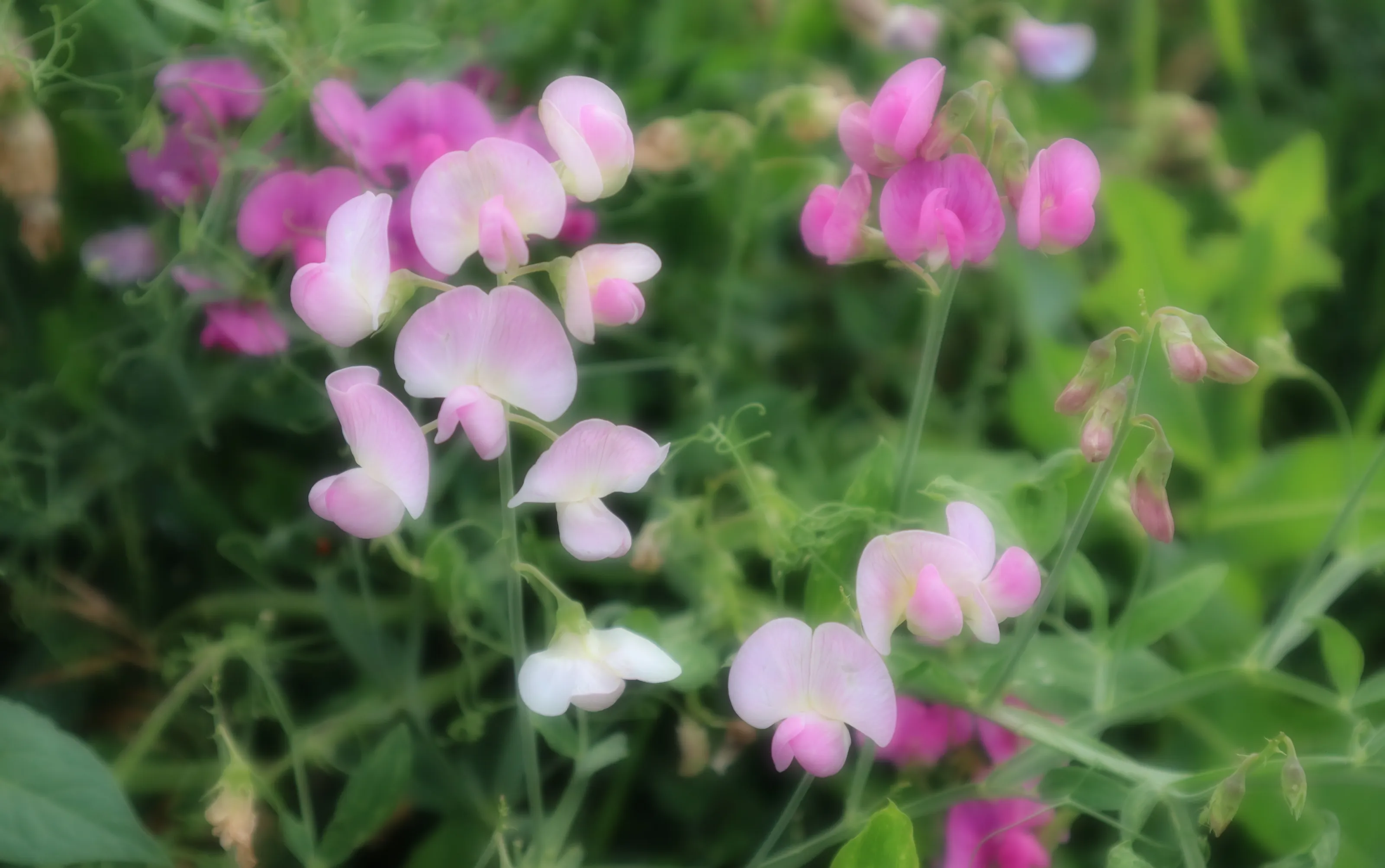 Soft Focus