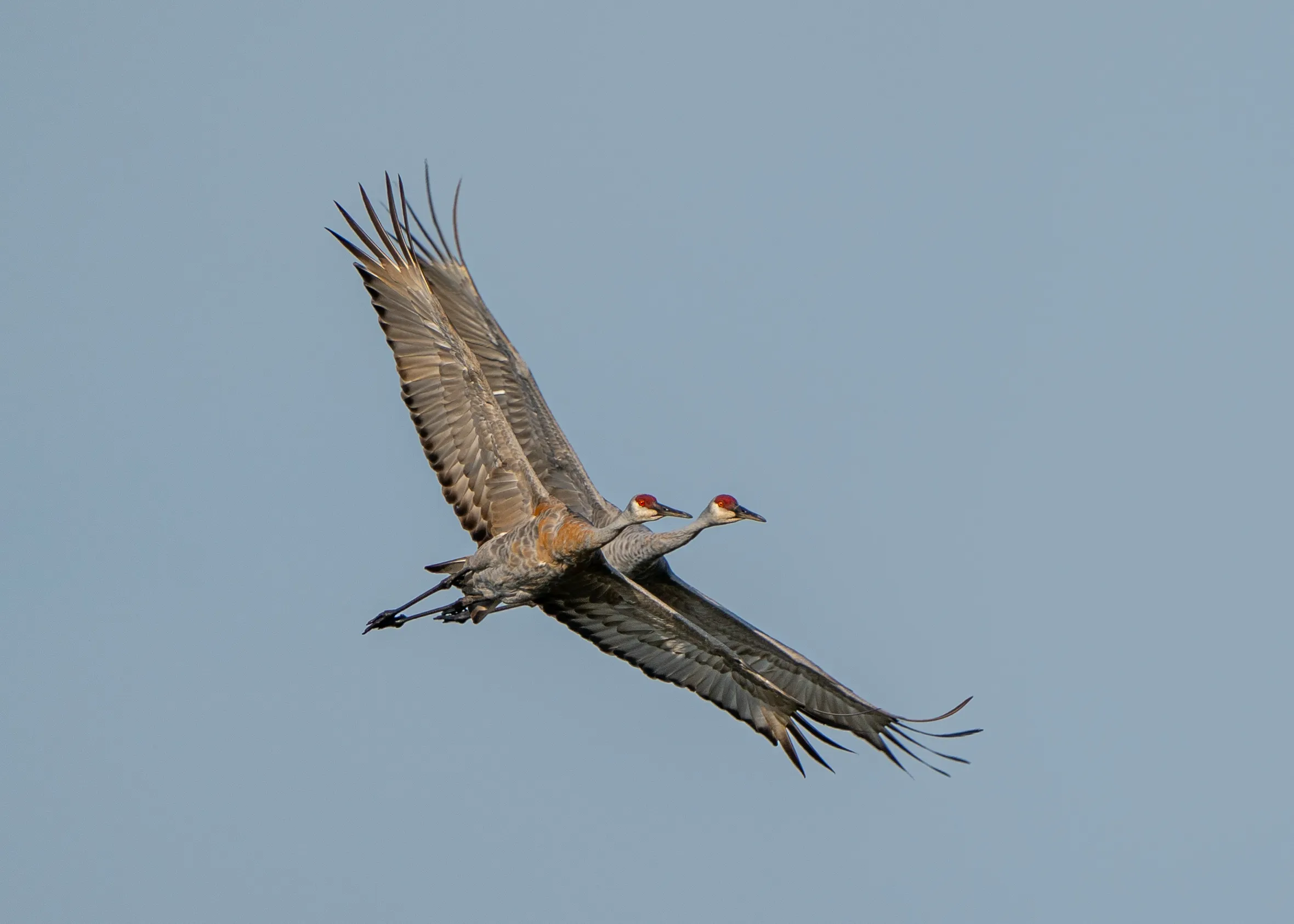 Cranes in Flight
