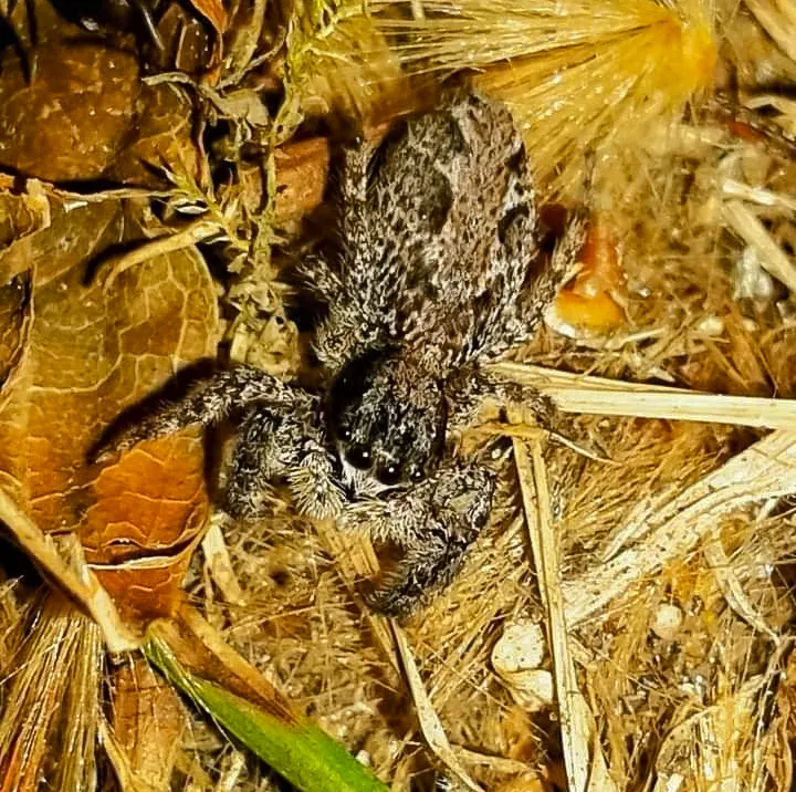 Insects and Spiders