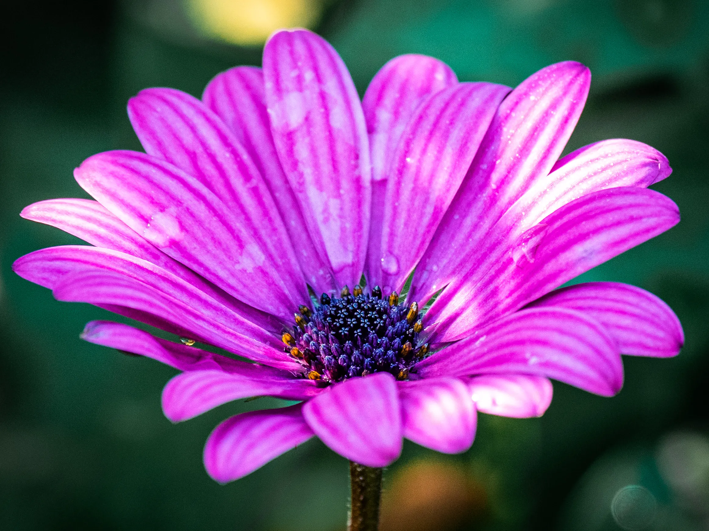 One Beautiful Bloom (in colour)