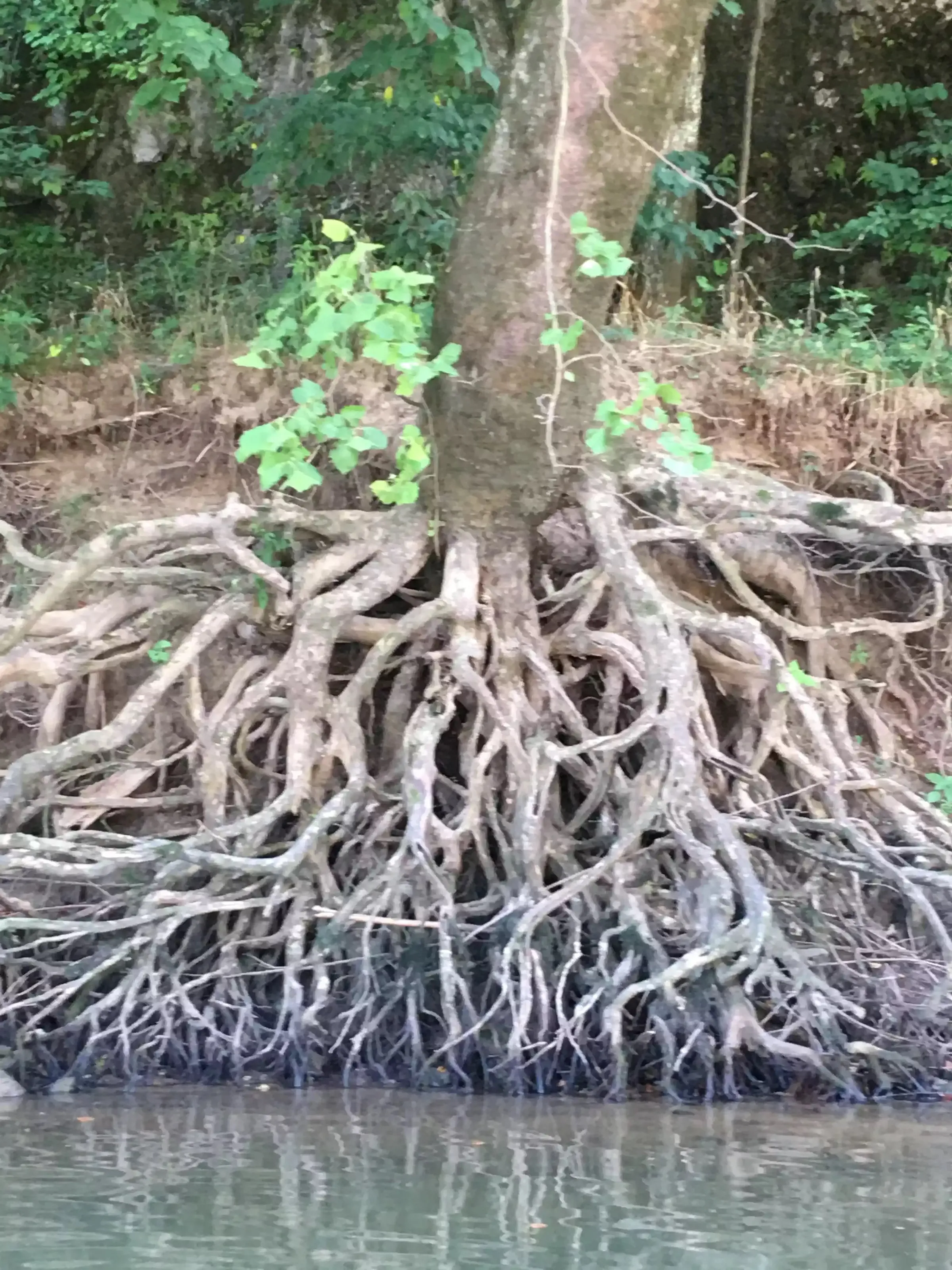 Exposed Tree Roots