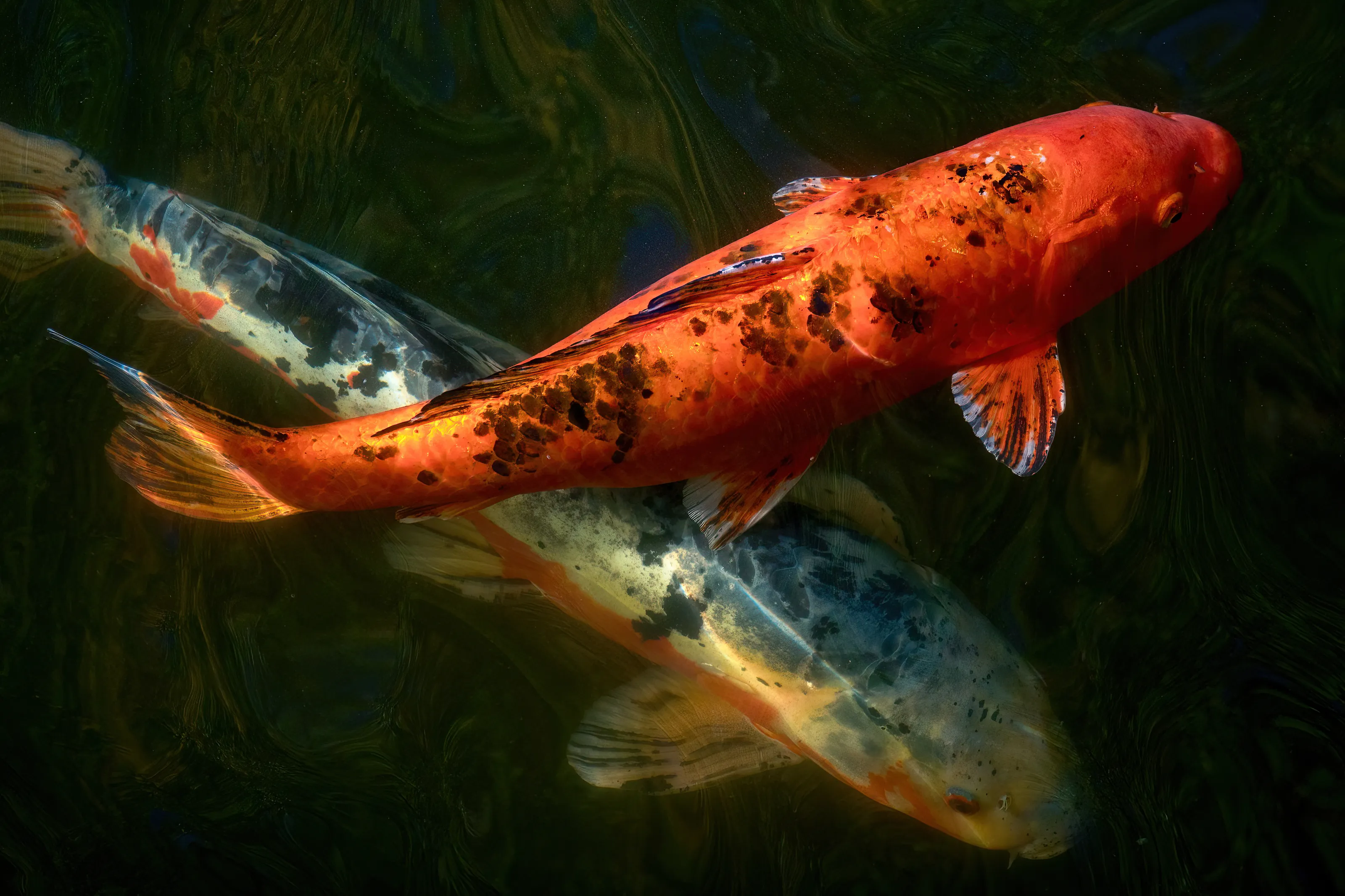 Koi Fish (in colour)