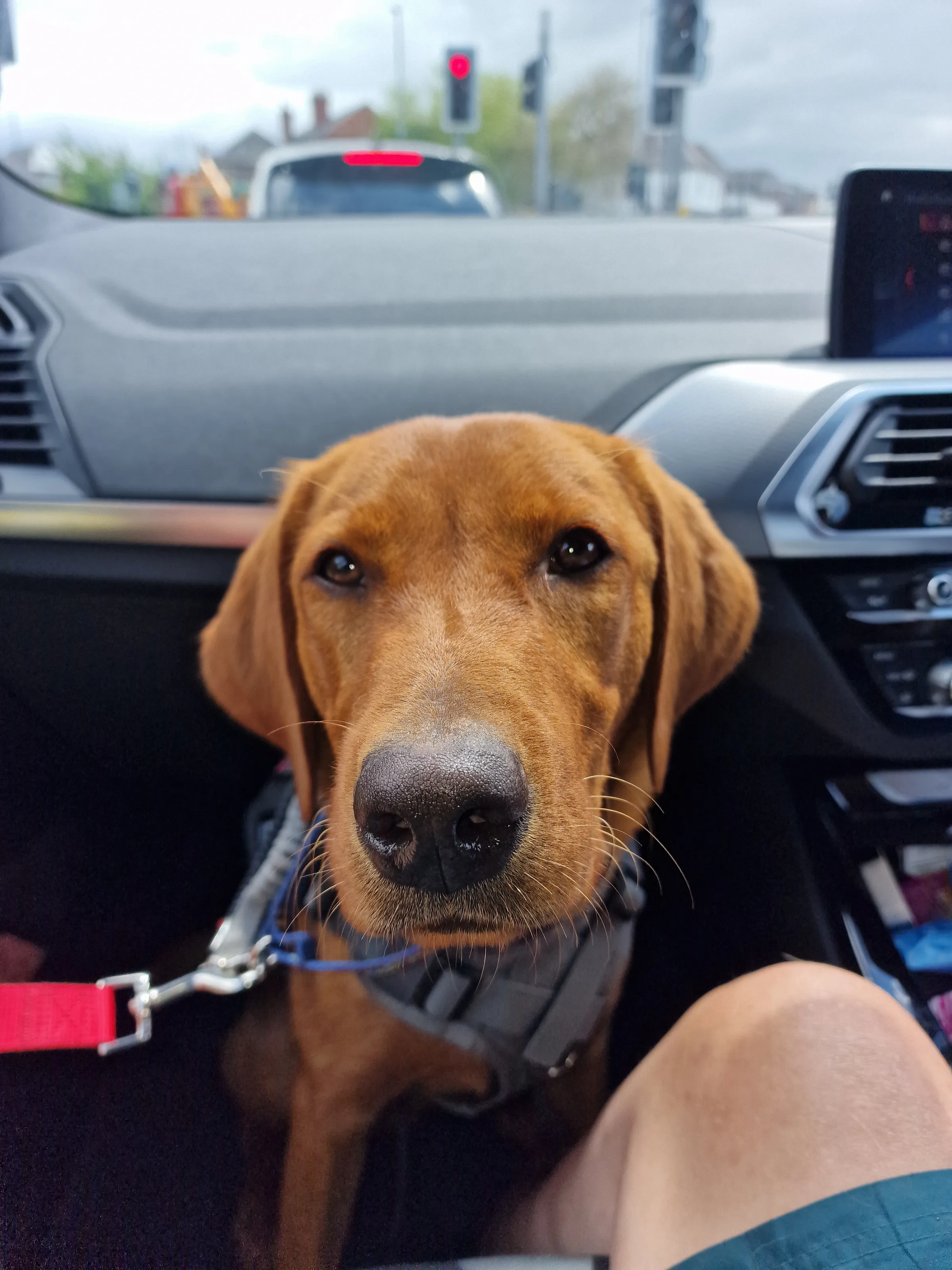 Dogs with "Puppy Dog Eyes"
