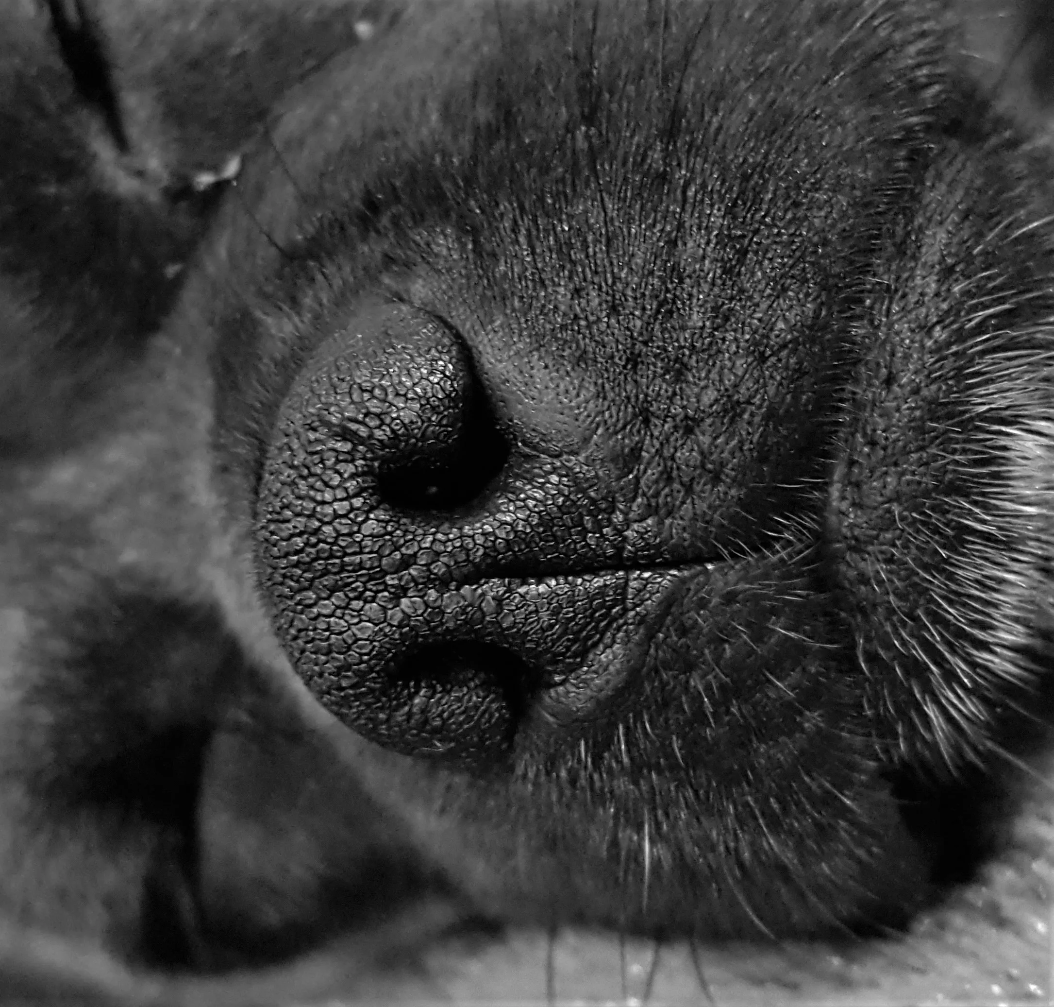 A Dog's Nose in Black and White