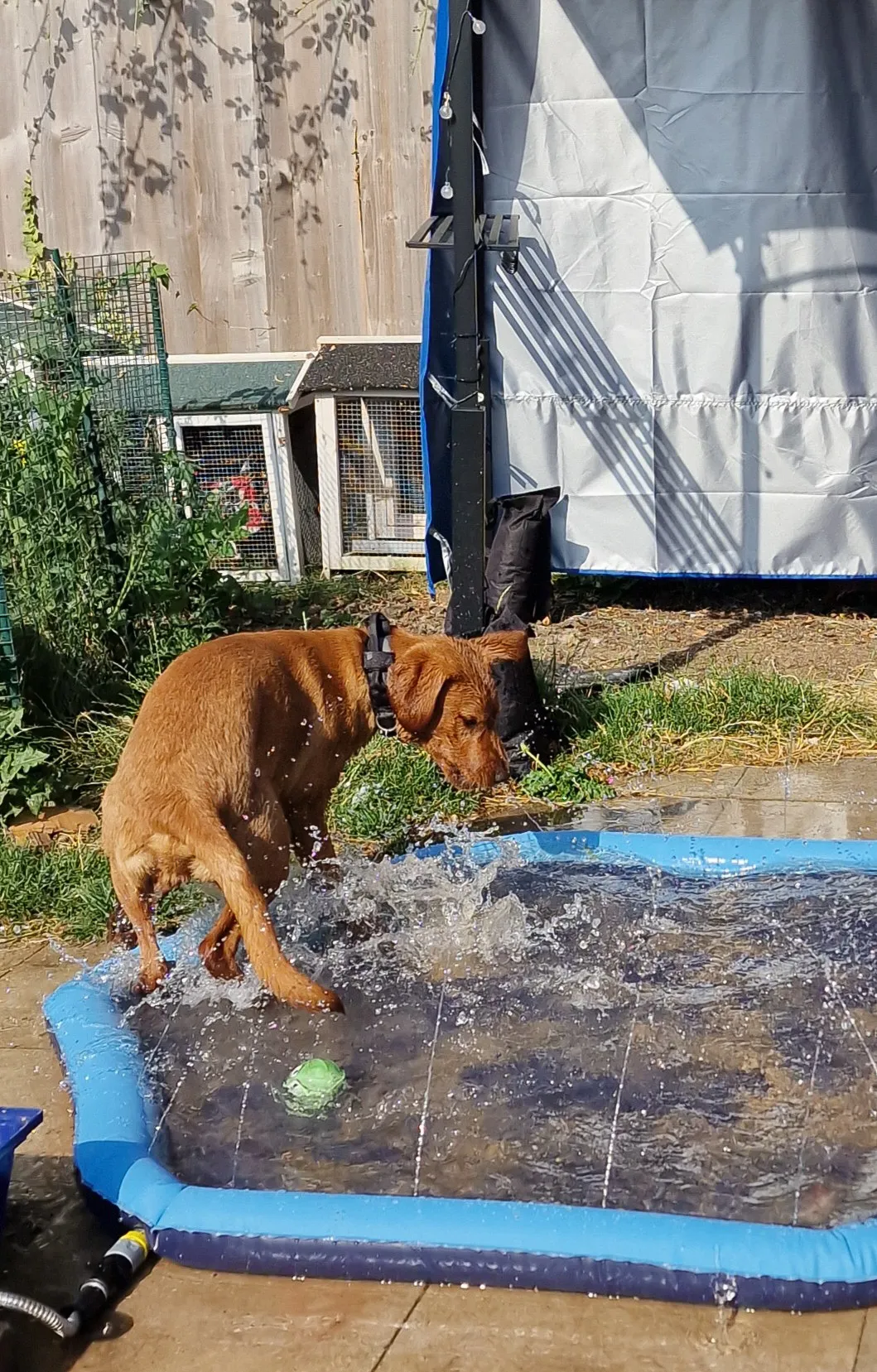 Labrador Dogs