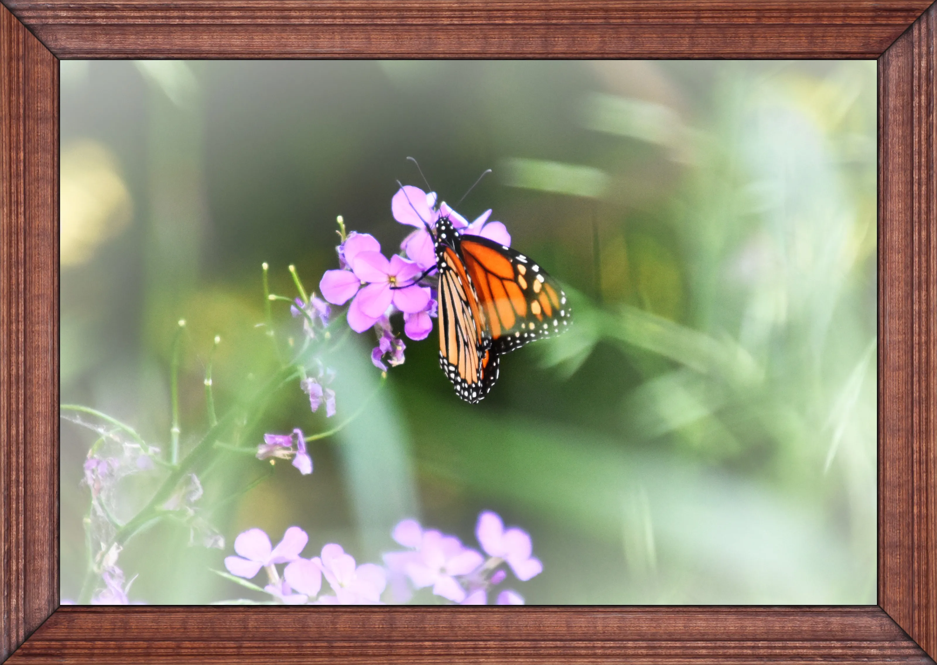 Monarch Butterflies (in colour)