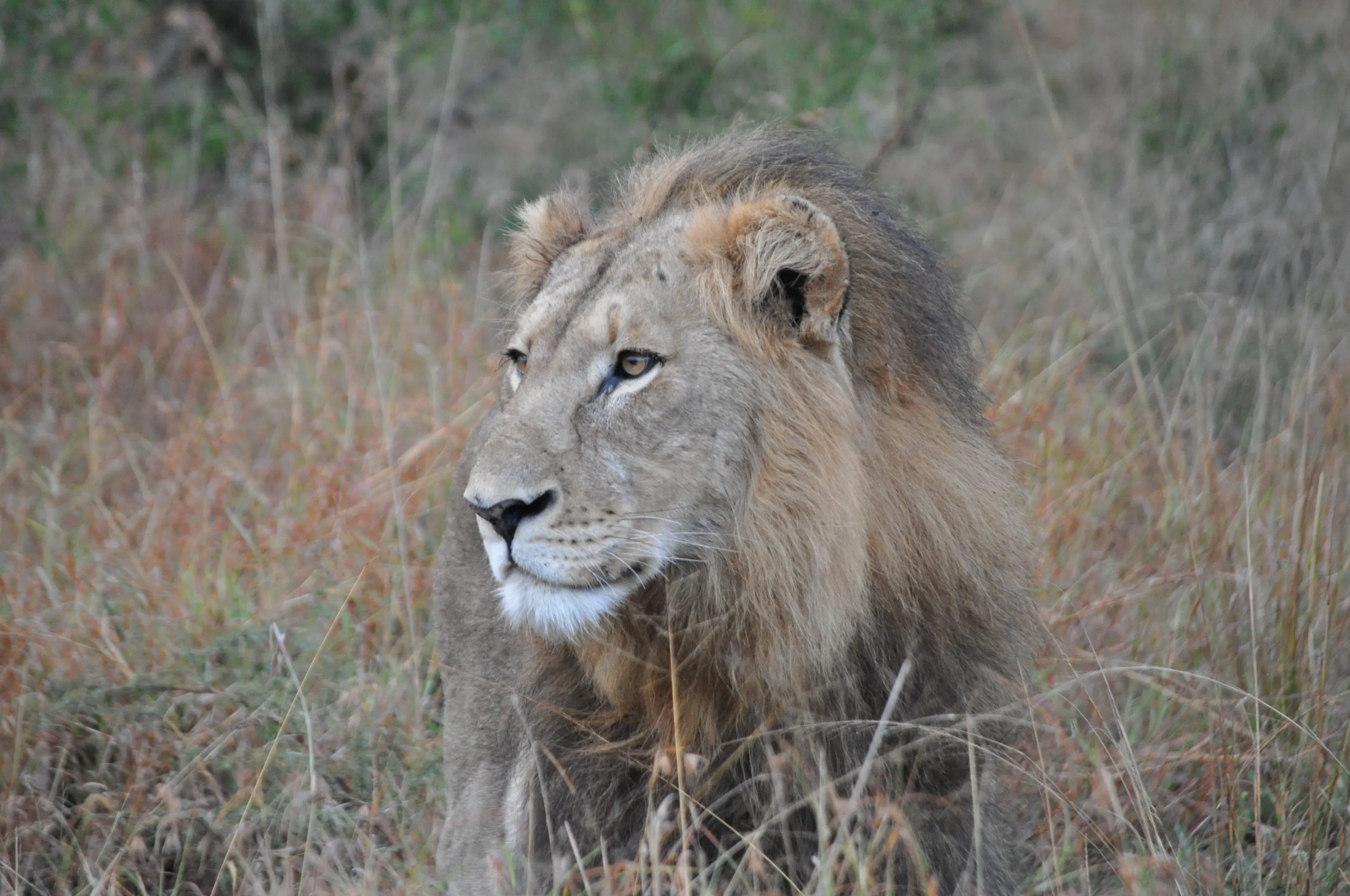 The Big Five Safari Animals