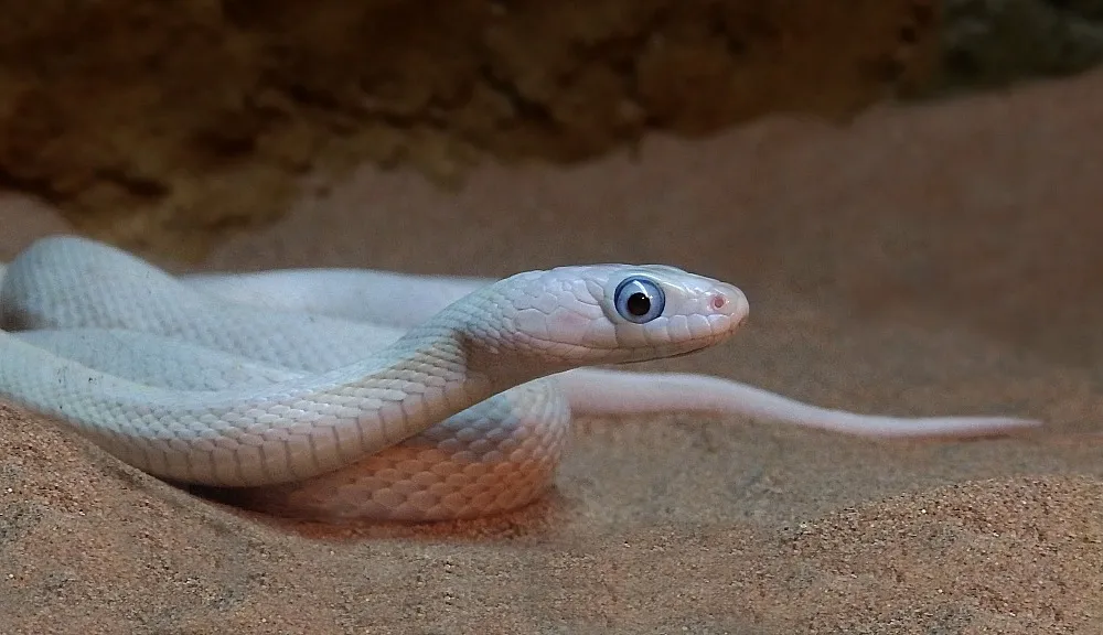 Snakes (no snakes eating prey)
