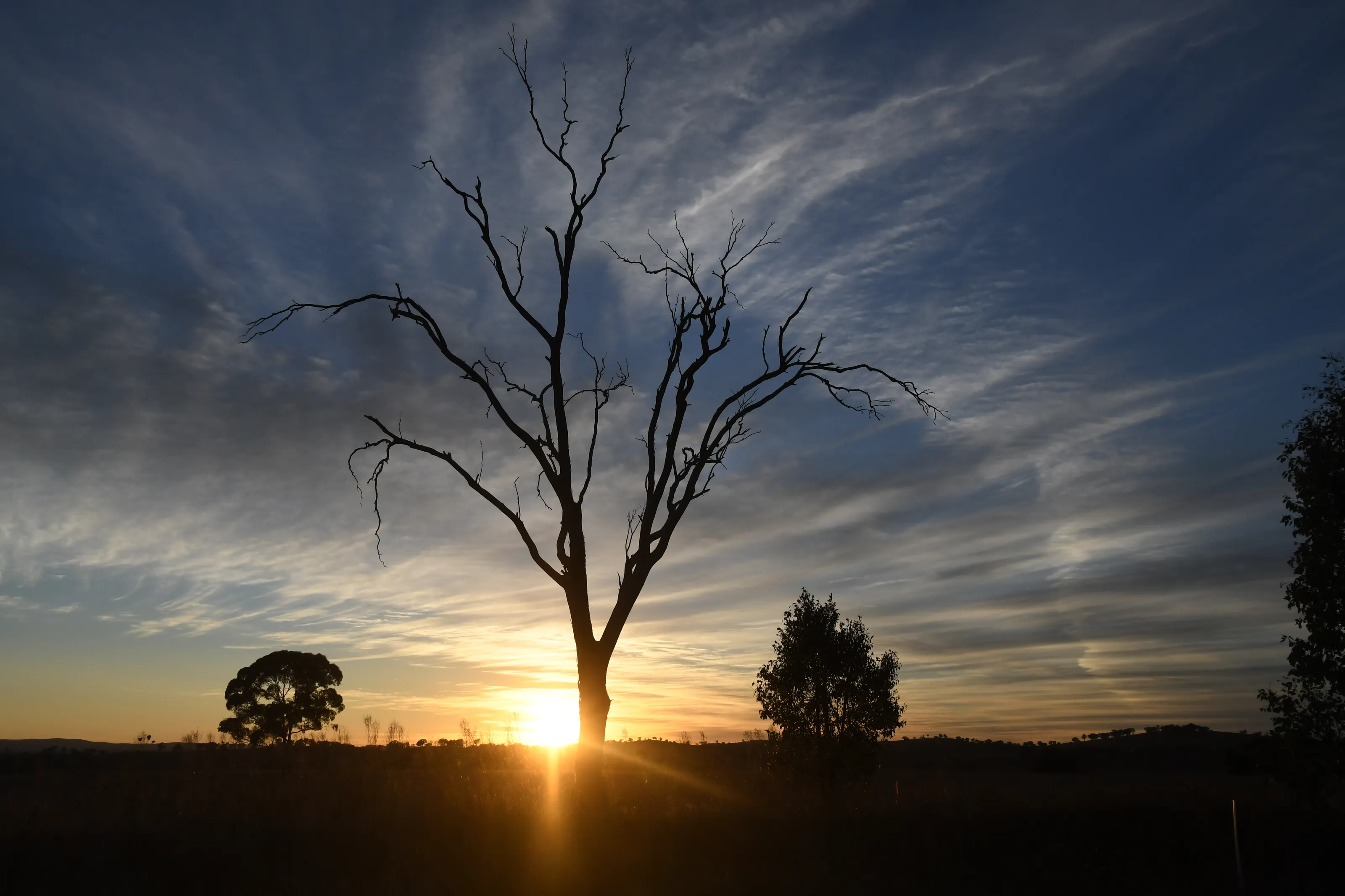 Dead Trees