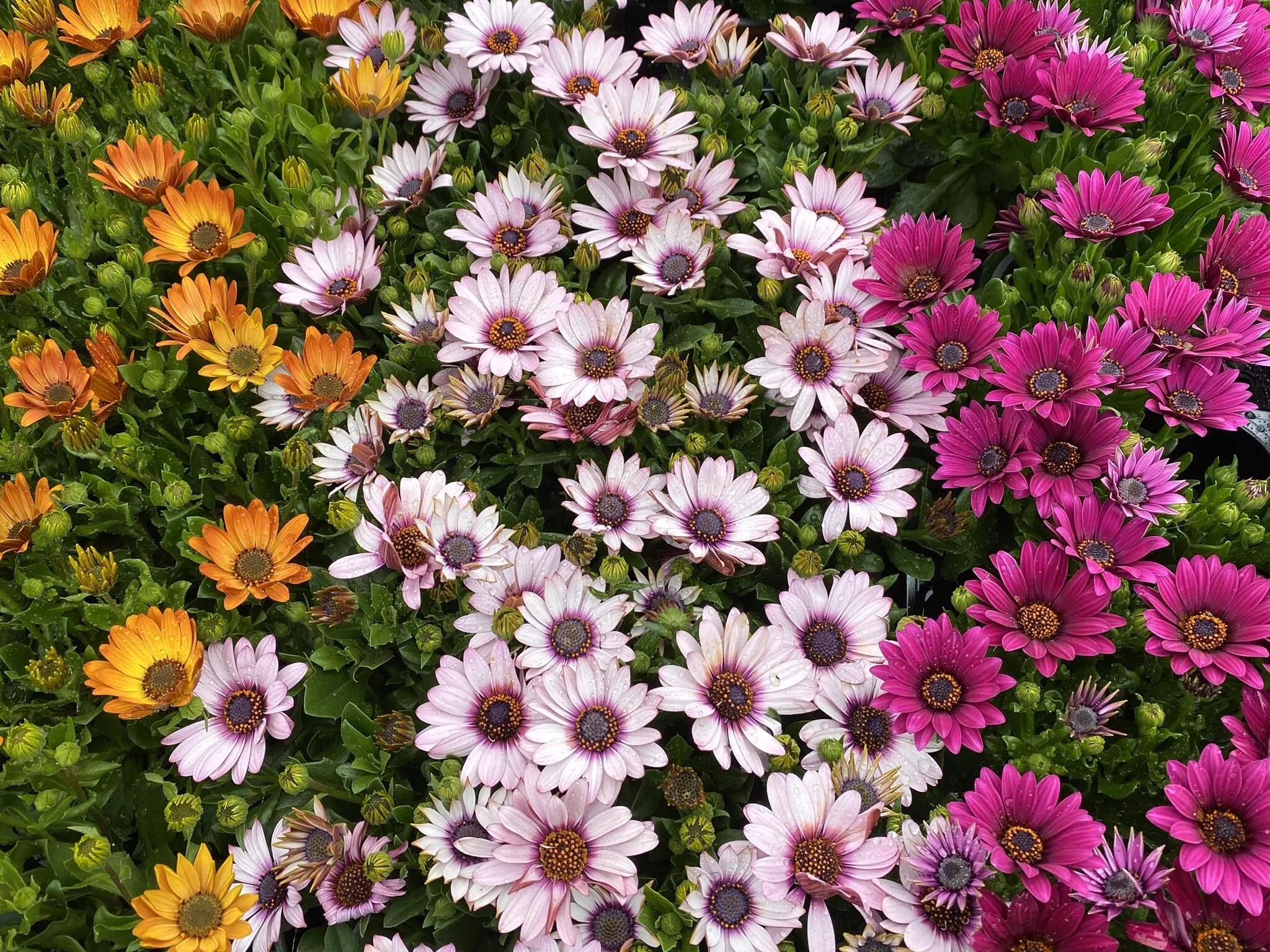 Colourful Gardens
