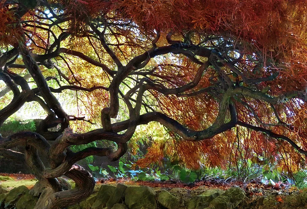 Trees (in colour)
