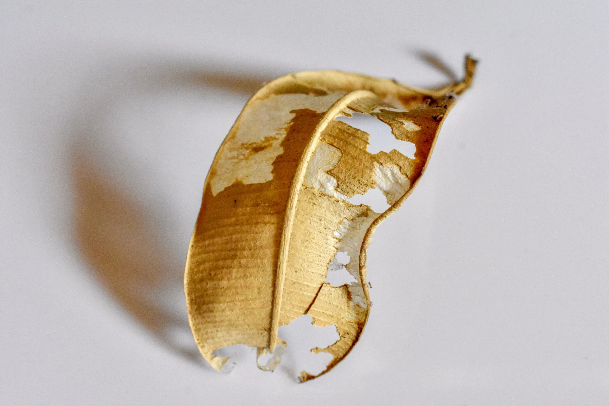 One Single Dead Leaf (in colour)