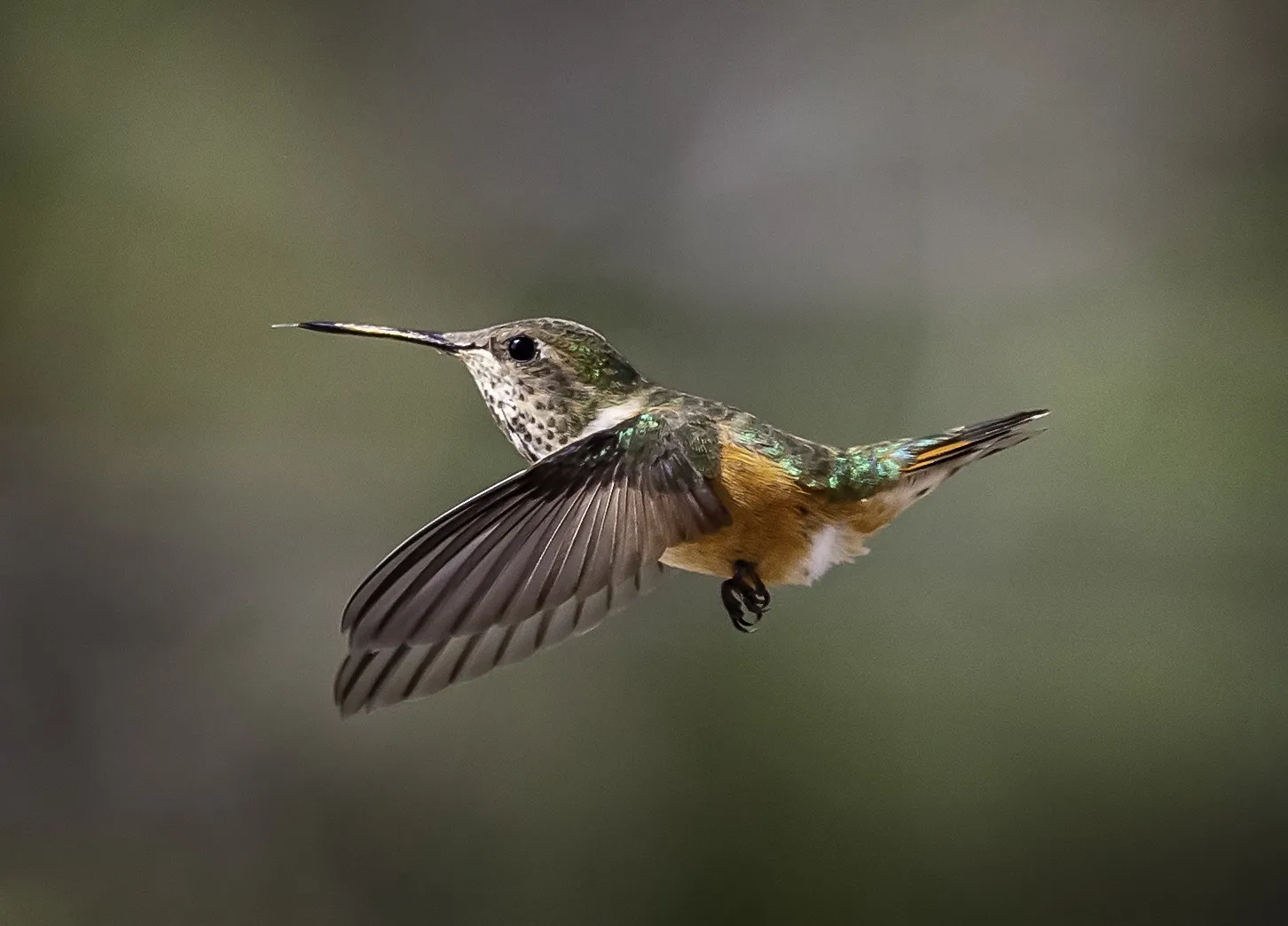 Tiny Birds (in colour)