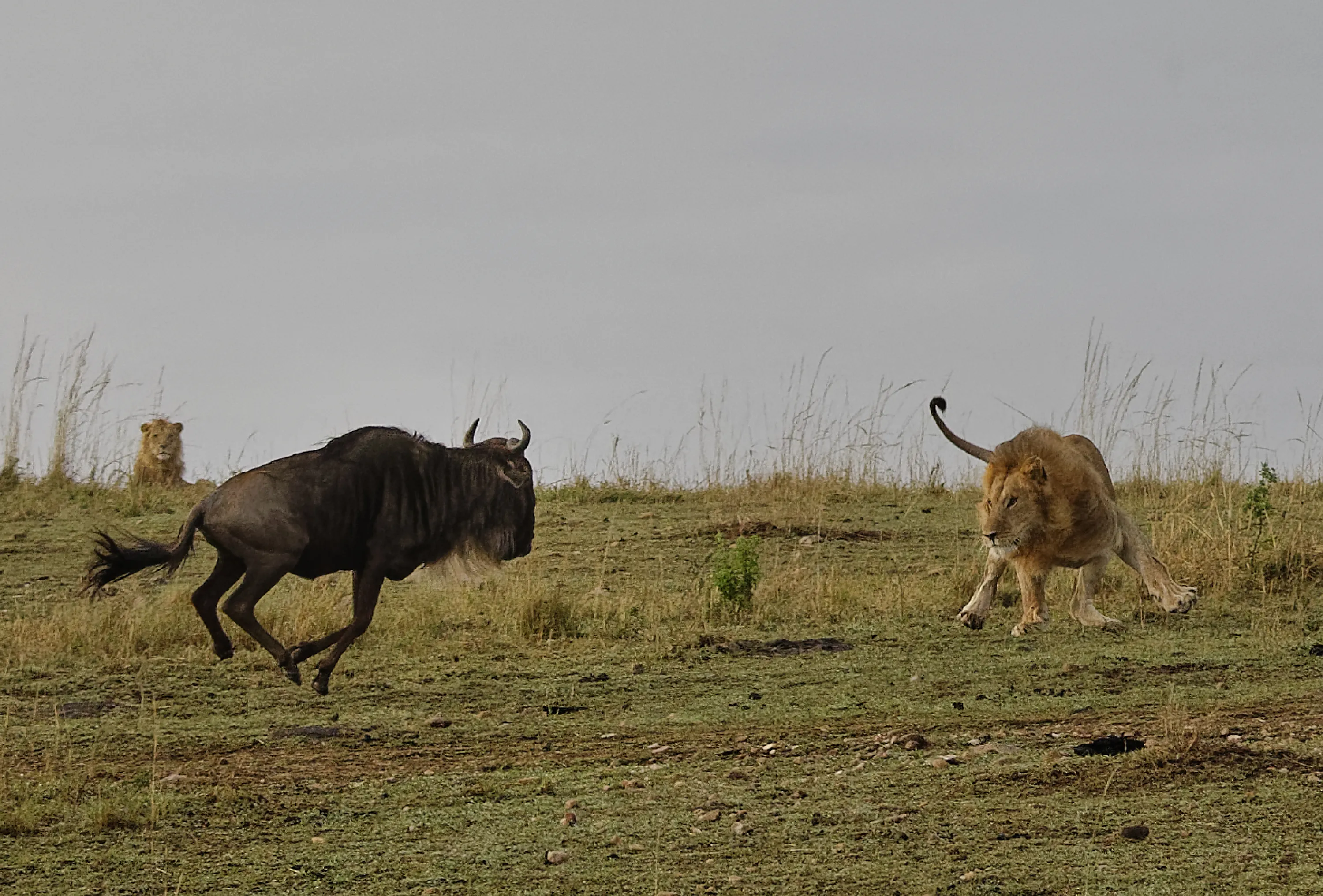 Lions in their Natural Habitat