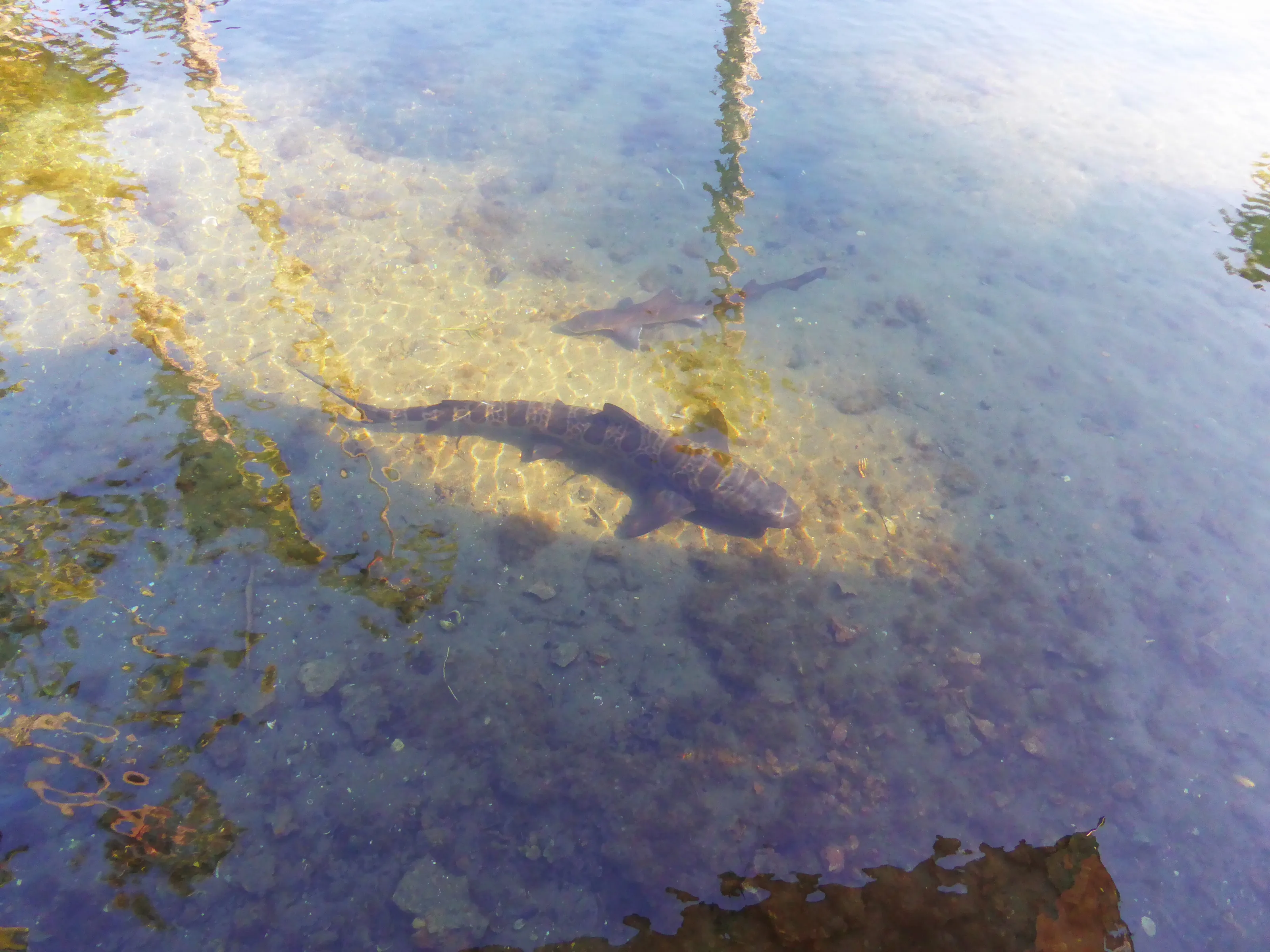Shark in the Sea