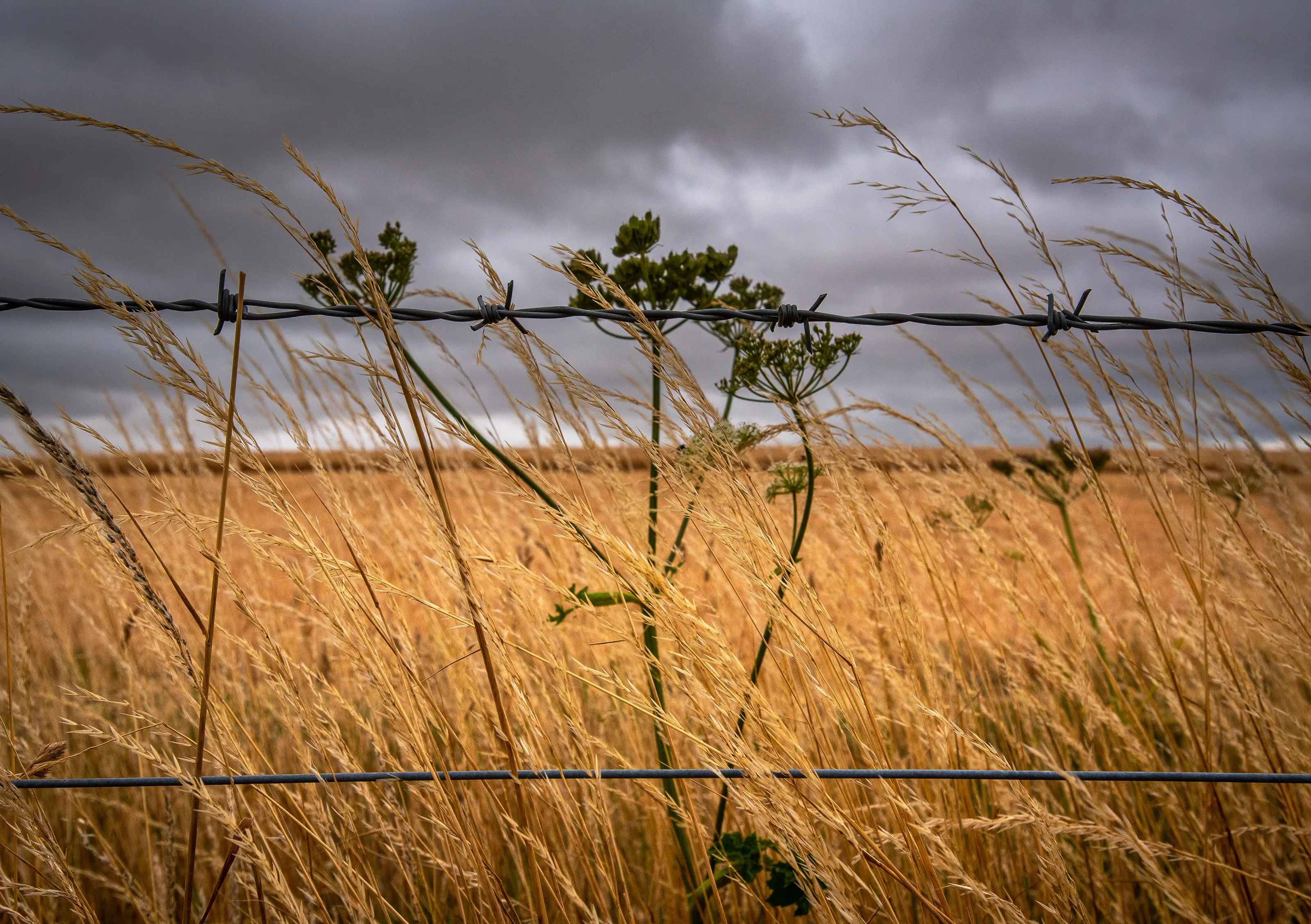 Grass