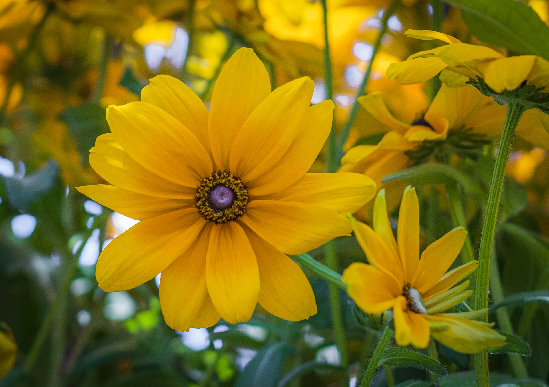 Yellow Flowers with Foliage