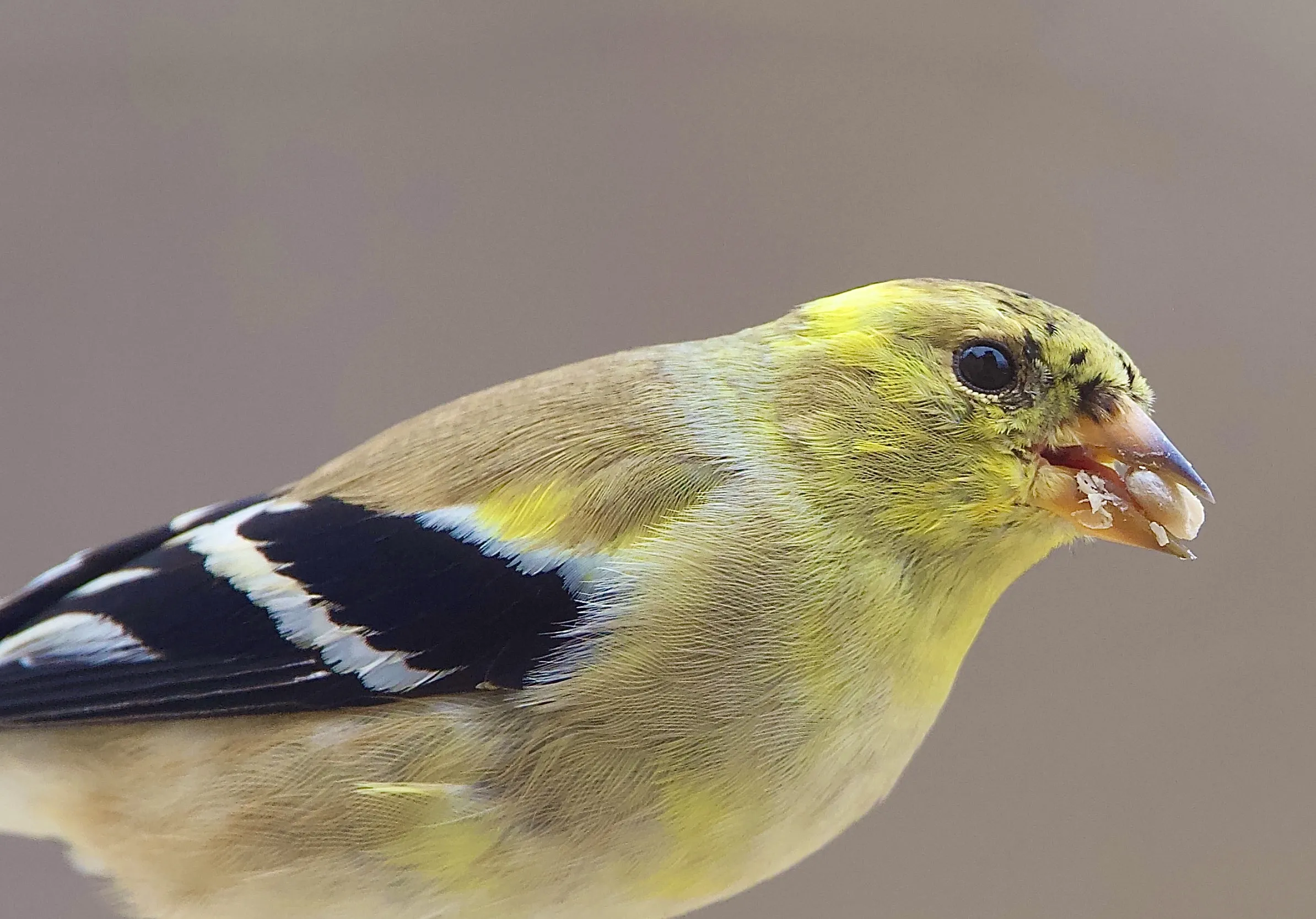 Birds with Seeds in their Mouths