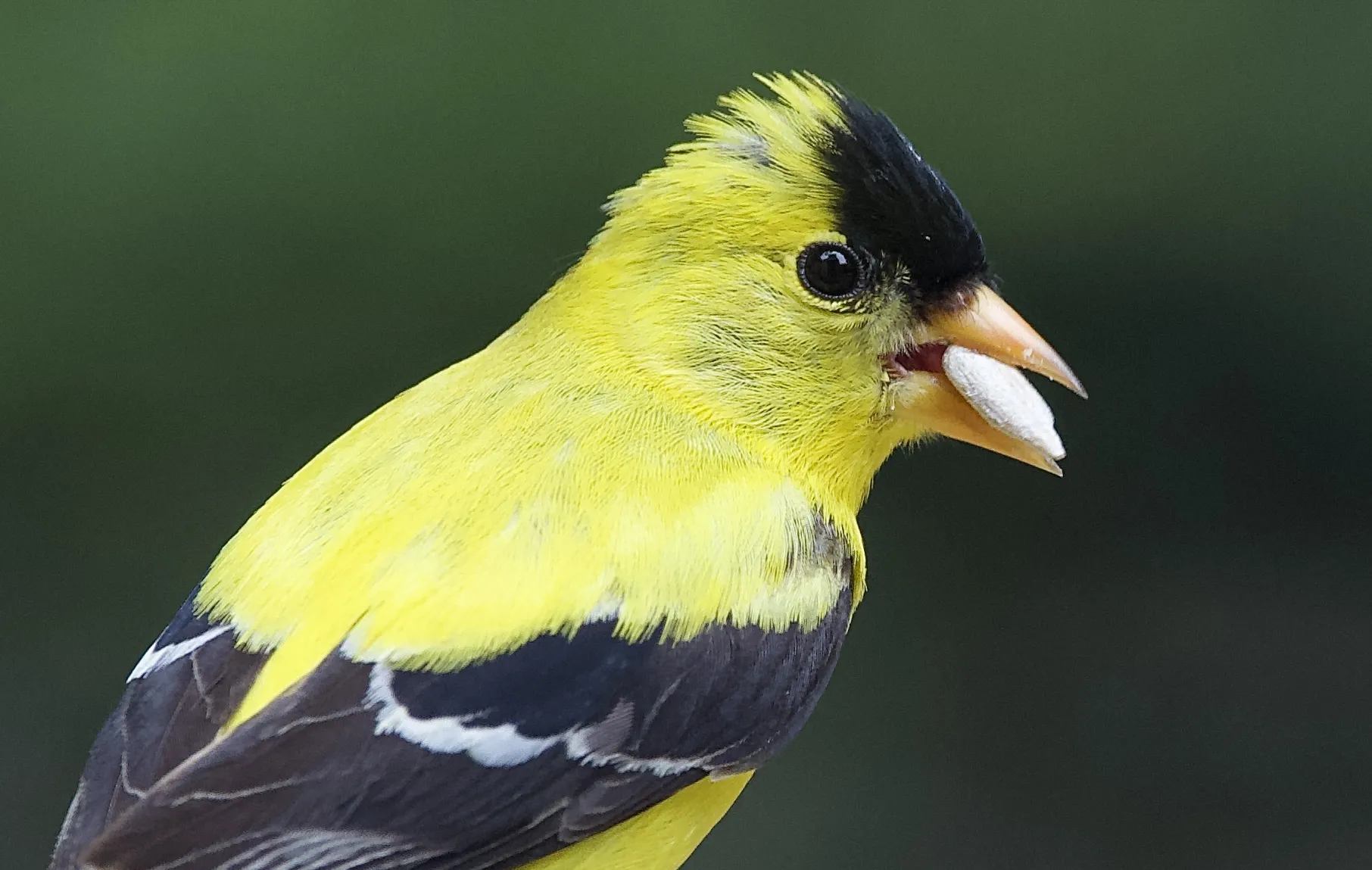Finches