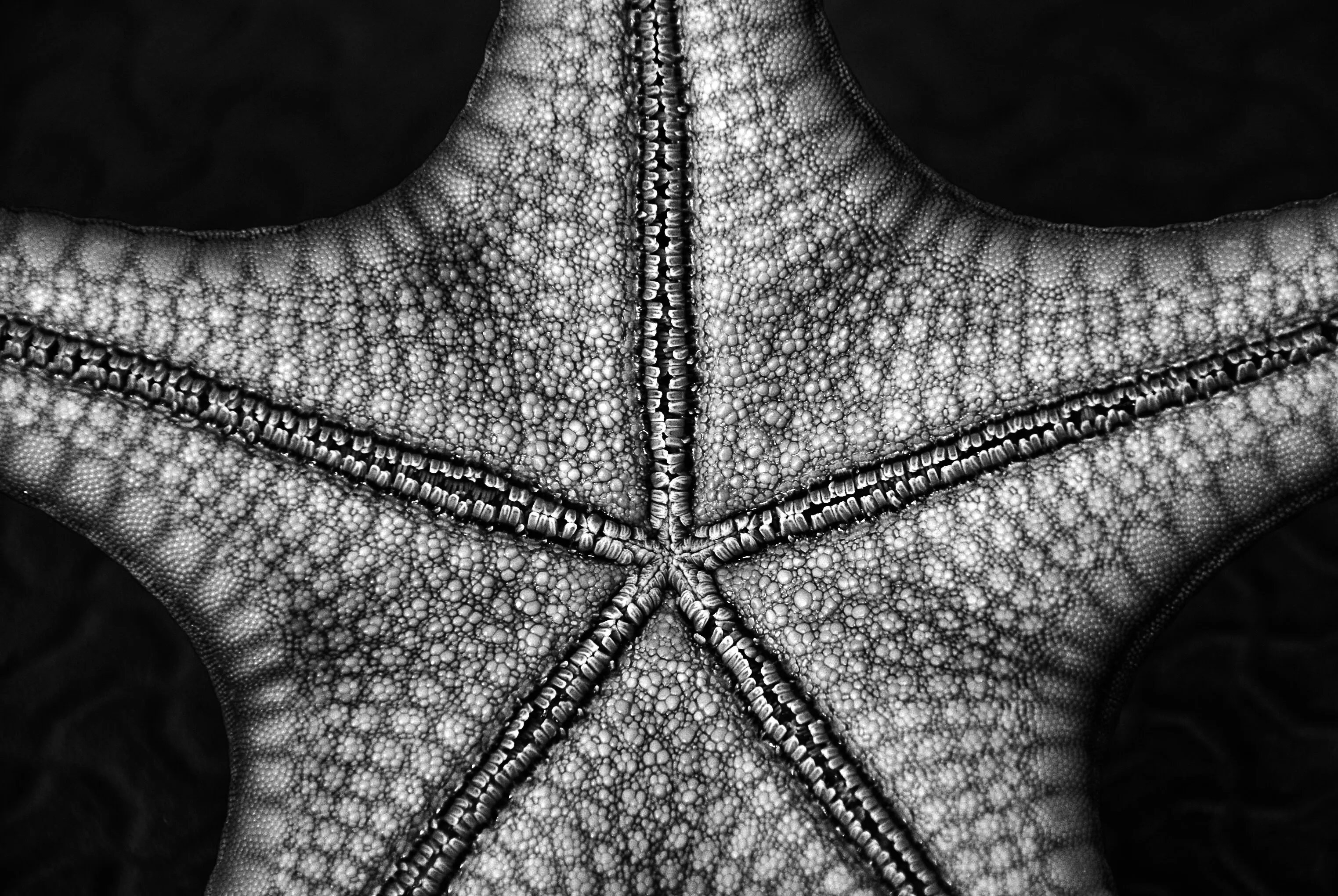 Dramatic Black and White